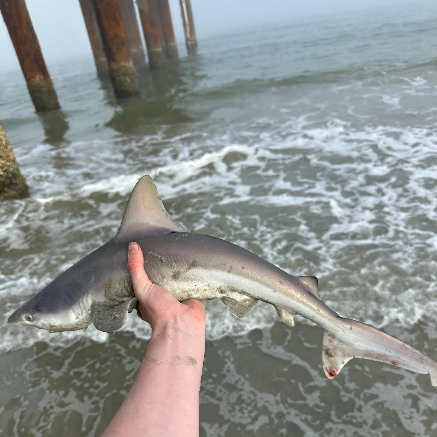 The most recent Sandbar shark catches on Fishbrain