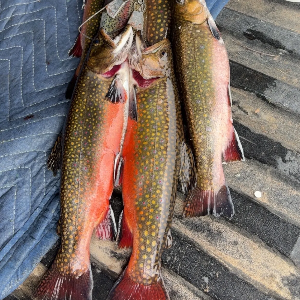 The most recent Brook trout catches on Fishbrain
