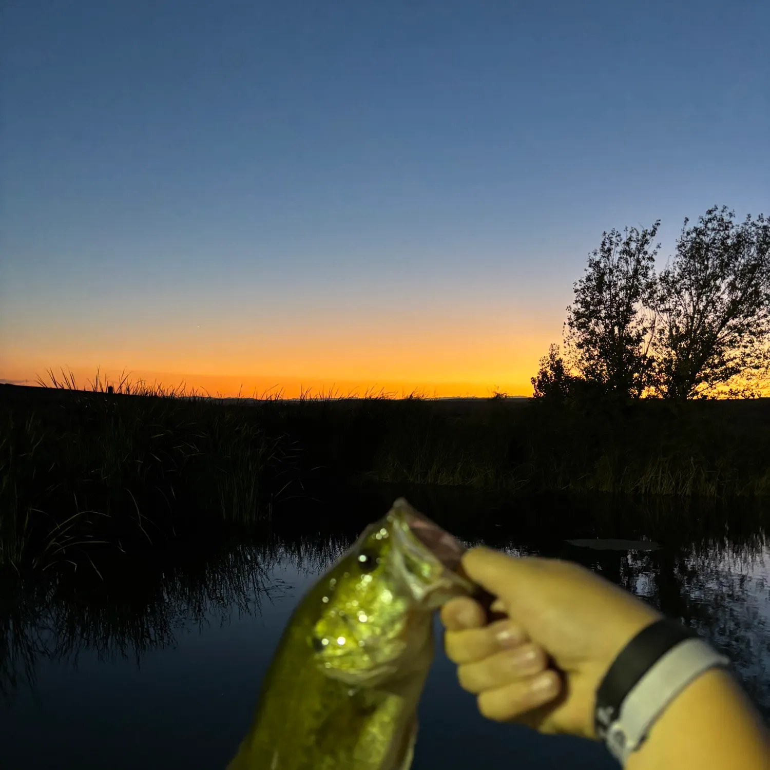 Largemouth bass caught on Fishbrain