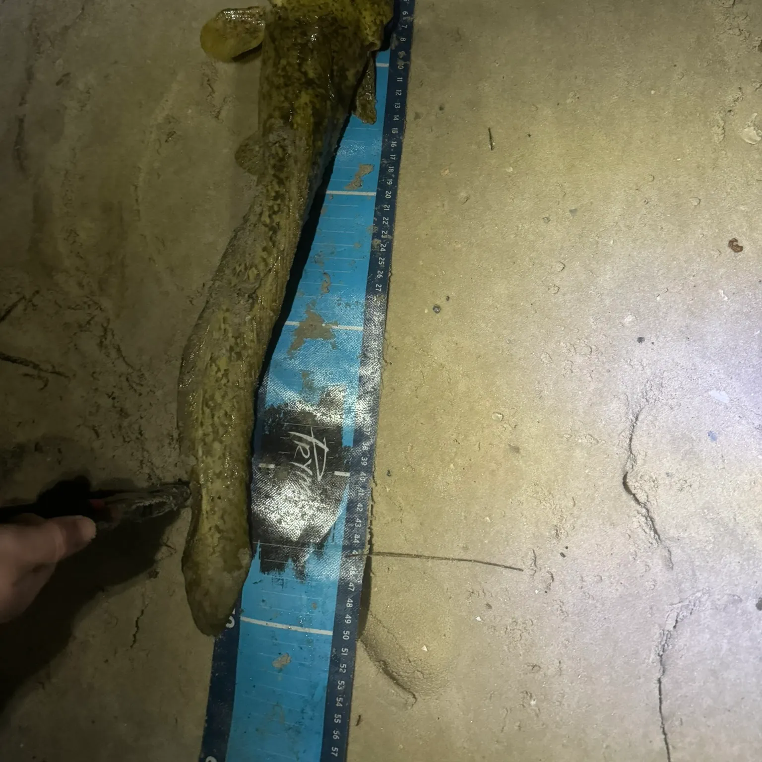 The most recent Cobbler catches on Fishbrain