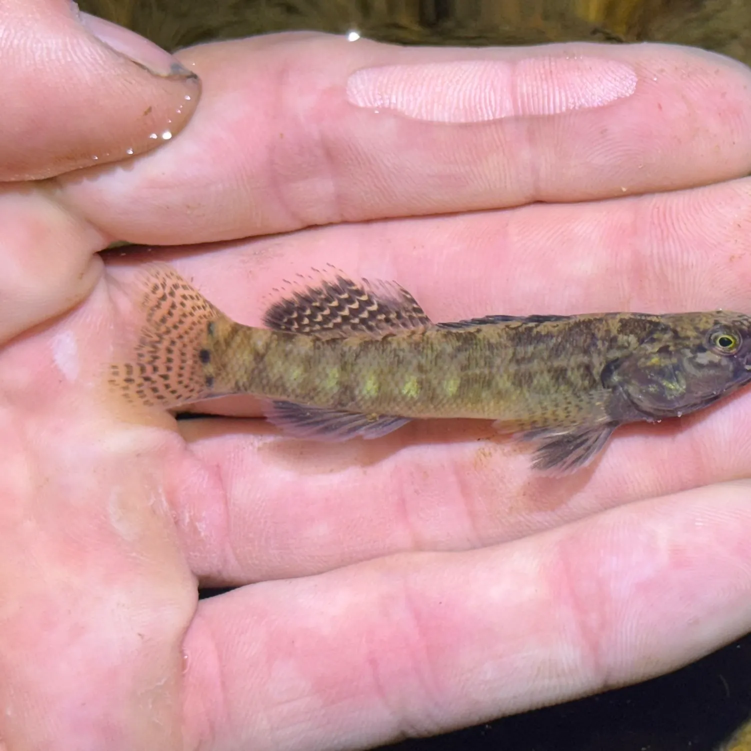 The most recent Fringed darter catches on Fishbrain