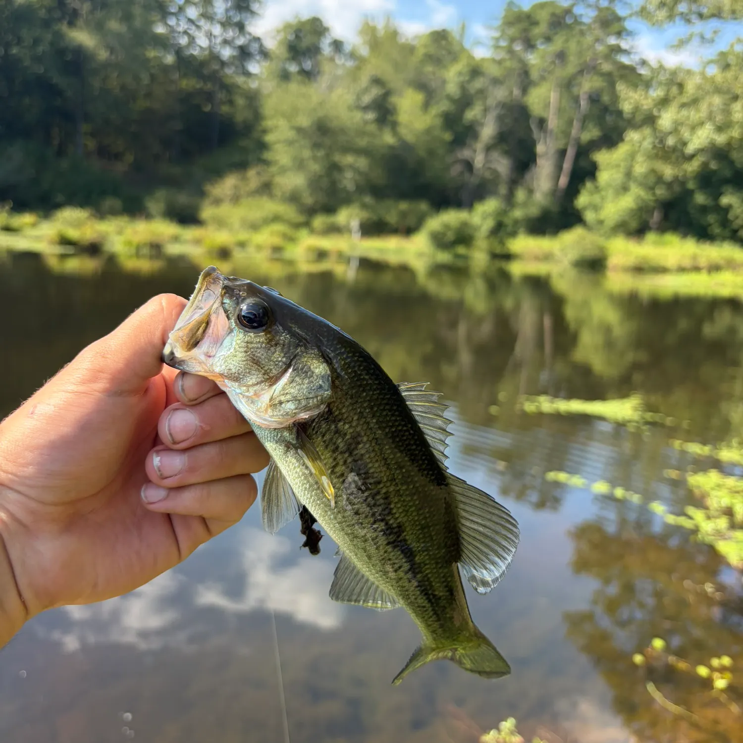 Largemouth bass caught on Fishbrain
