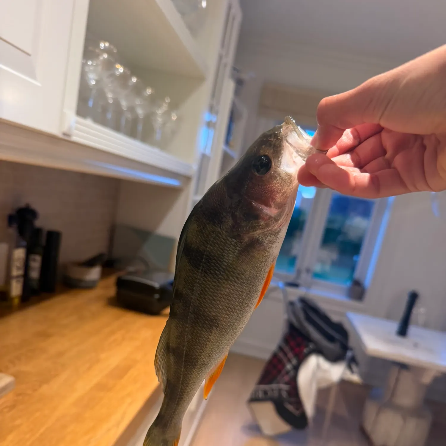 European perch caught on Fishbrain
