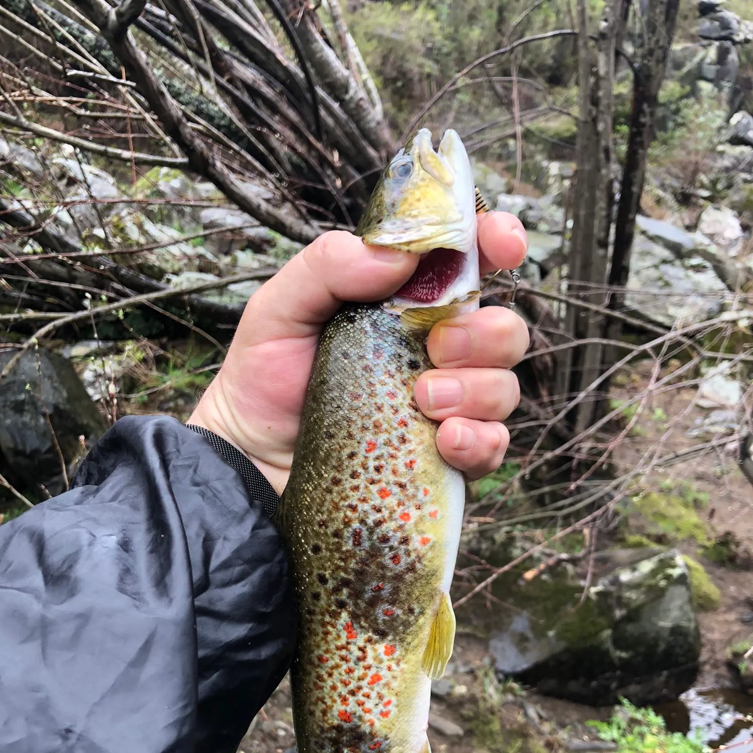 recently logged catches