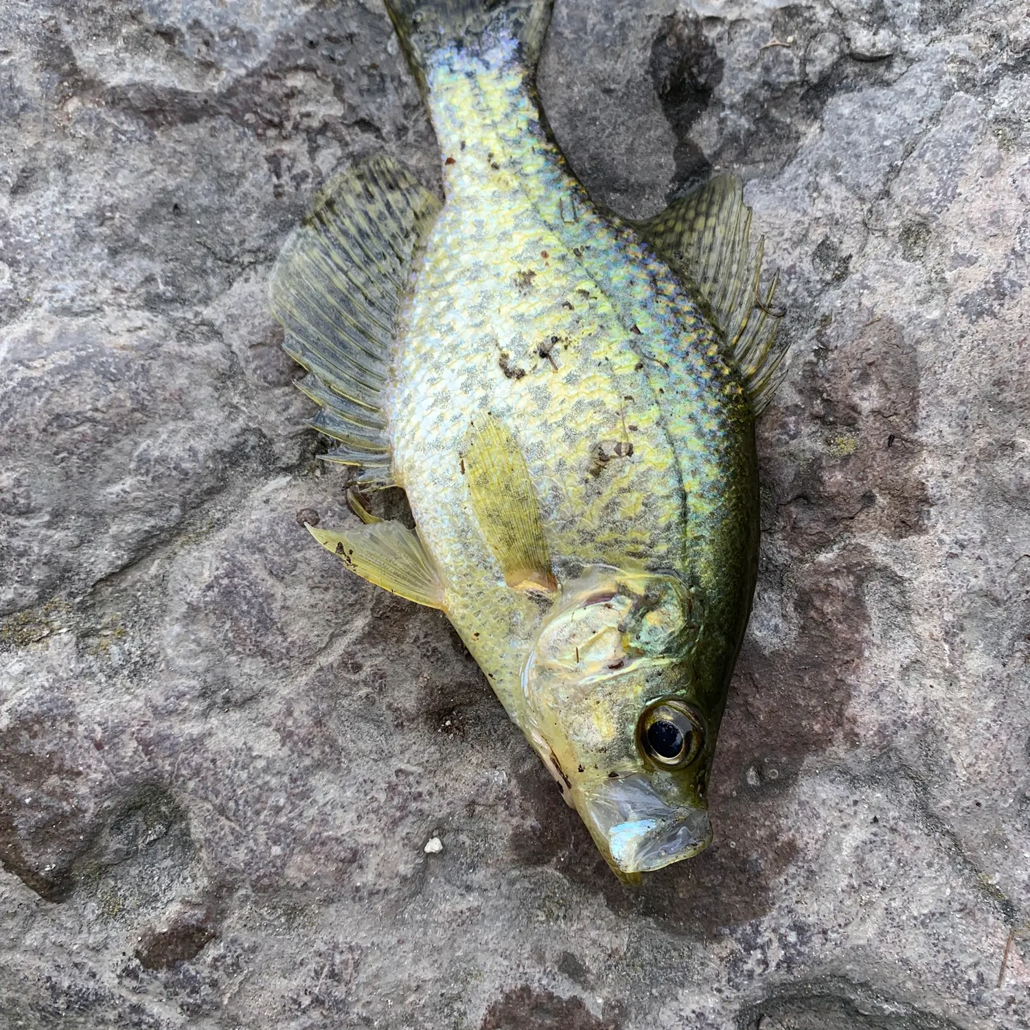 Black crappie caught on Fishbrain
