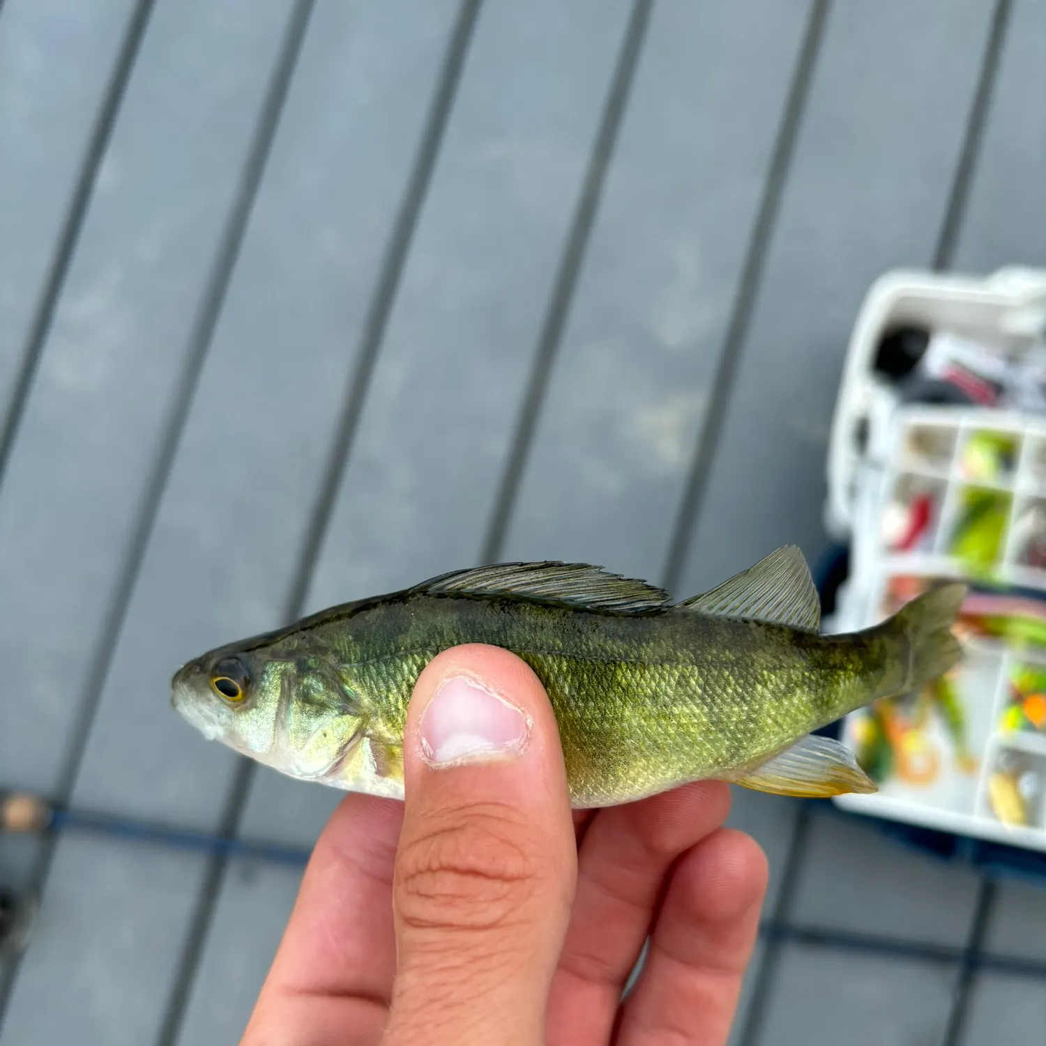 Yellow perch caught on Fishbrain