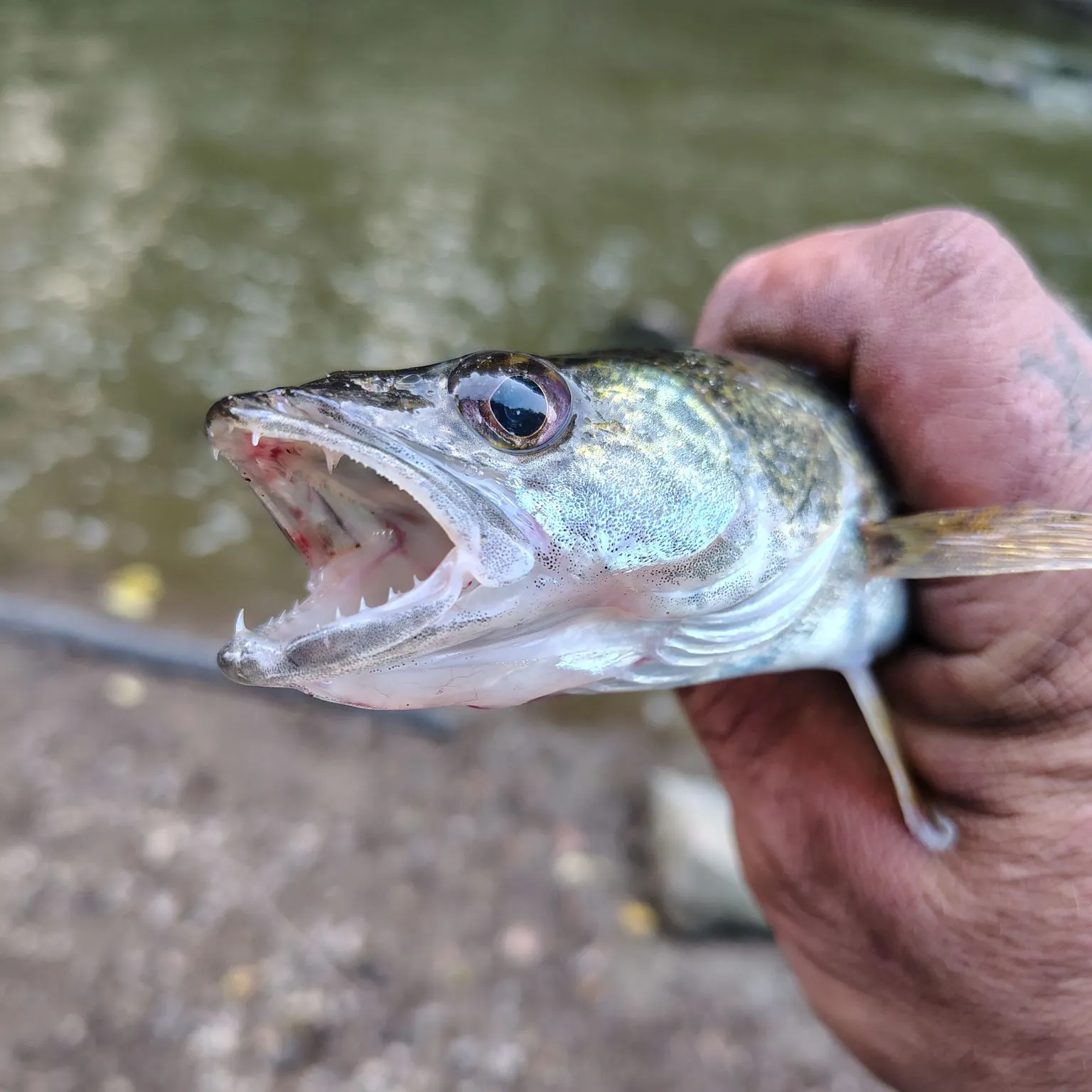 Sauger caught on Fishbrain