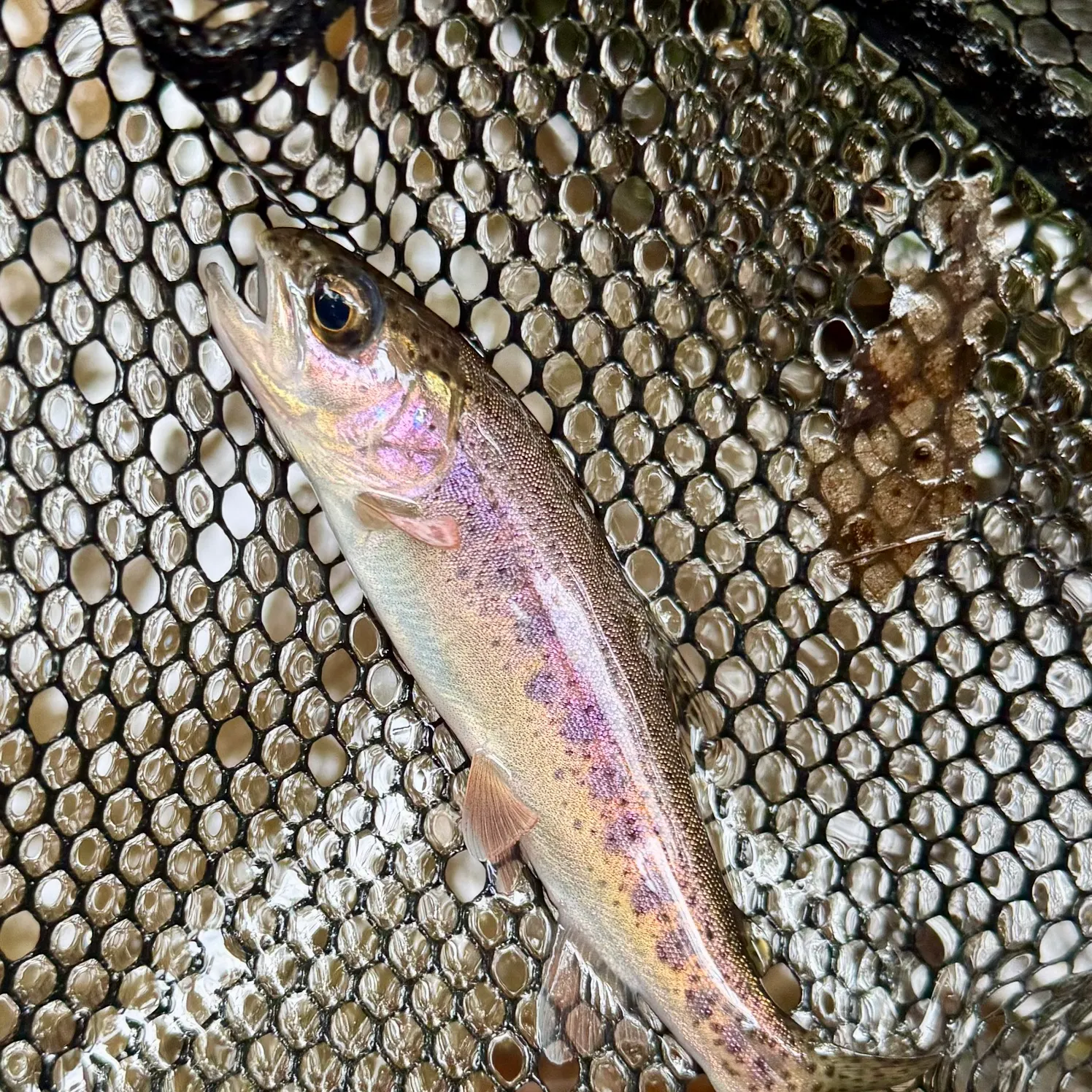 Rainbow trout caught on Fishbrain