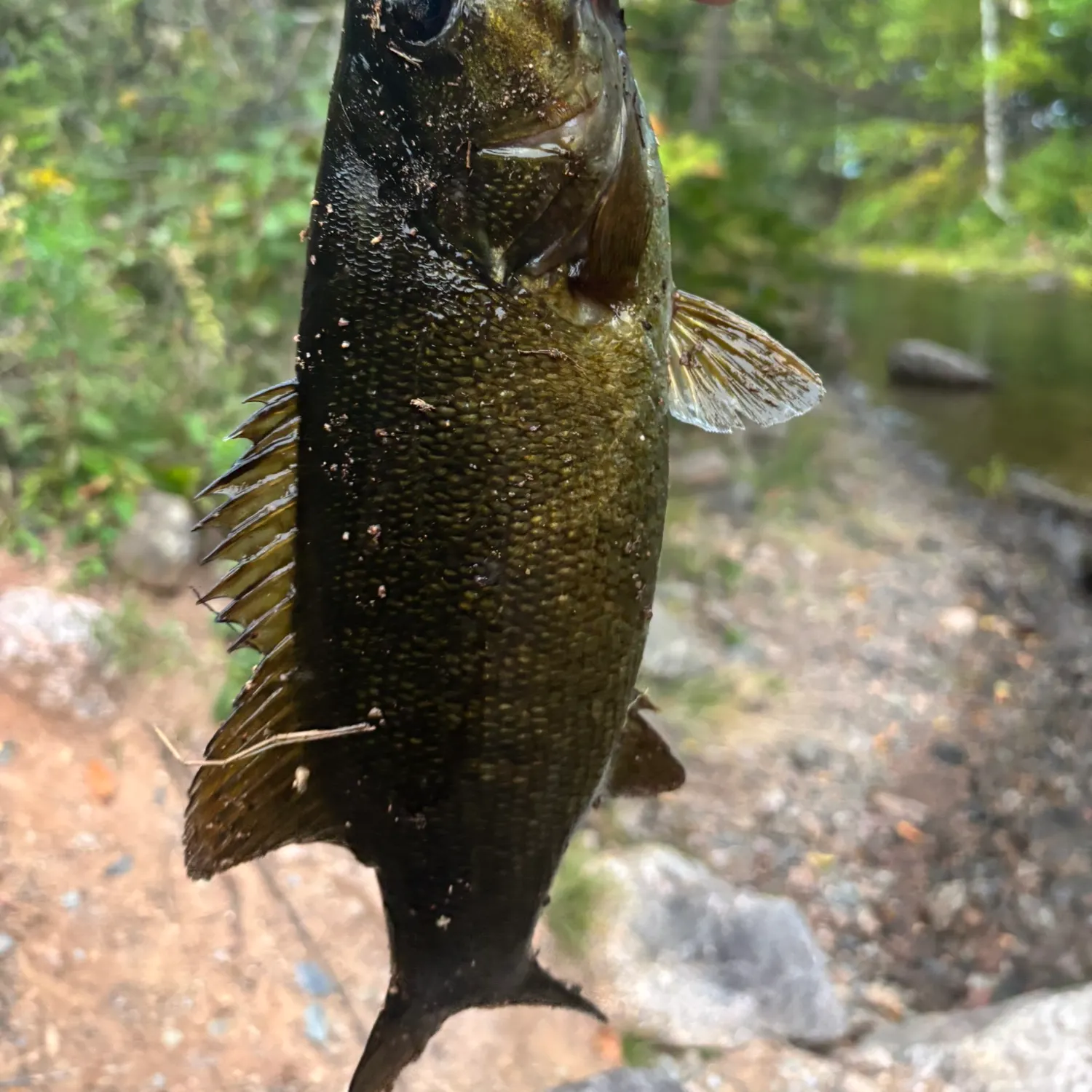 Smallmouth bass caught on Fishbrain