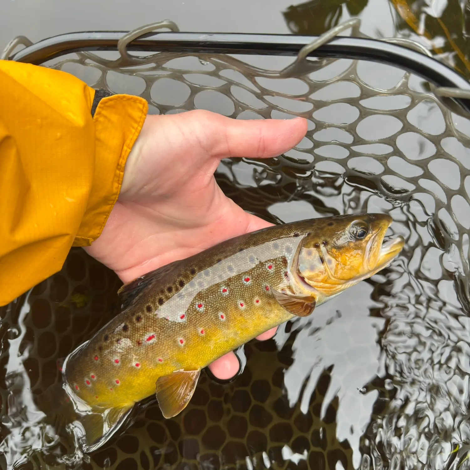 Brown trout caught on Fishbrain