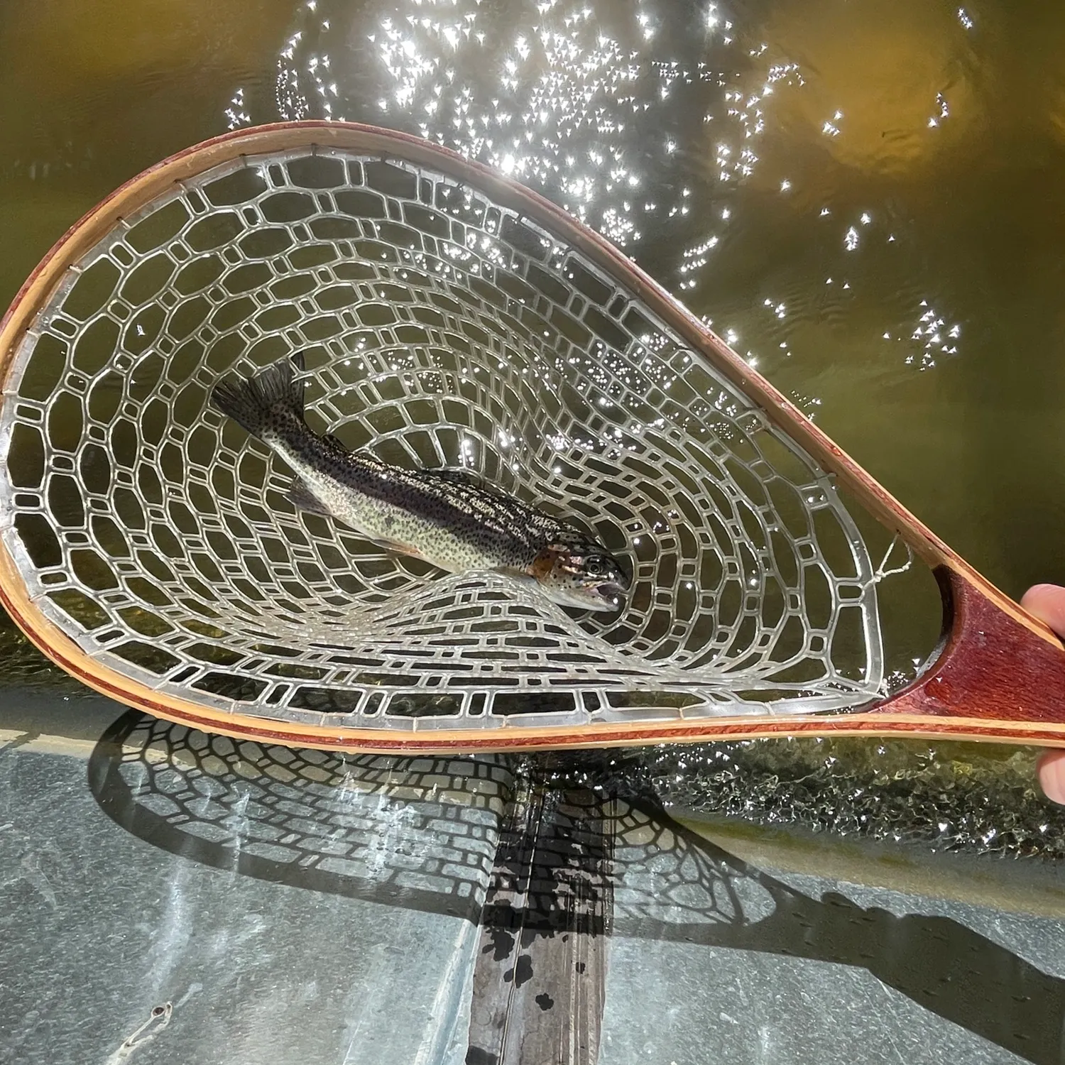Rainbow trout caught on Fishbrain