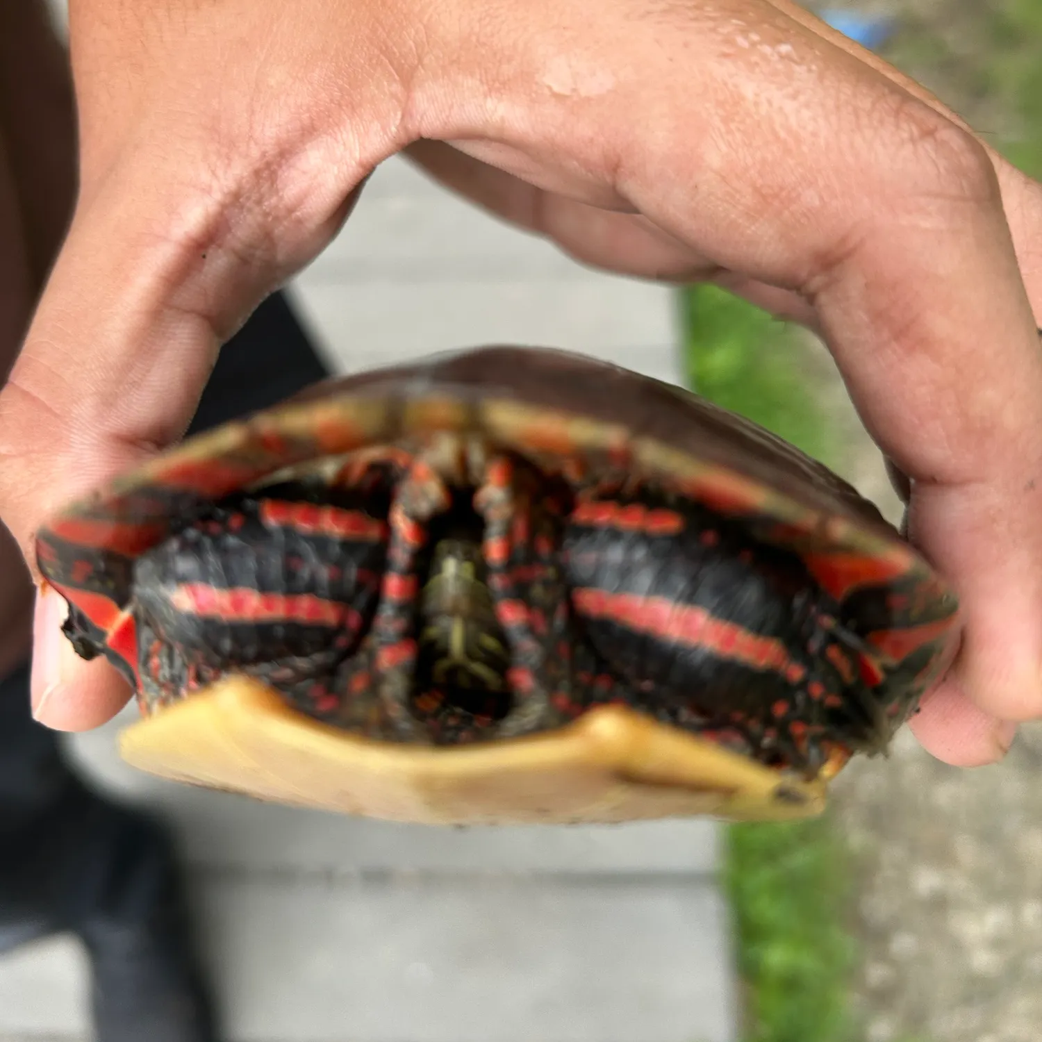 Painted turtle caught on Fishbrain