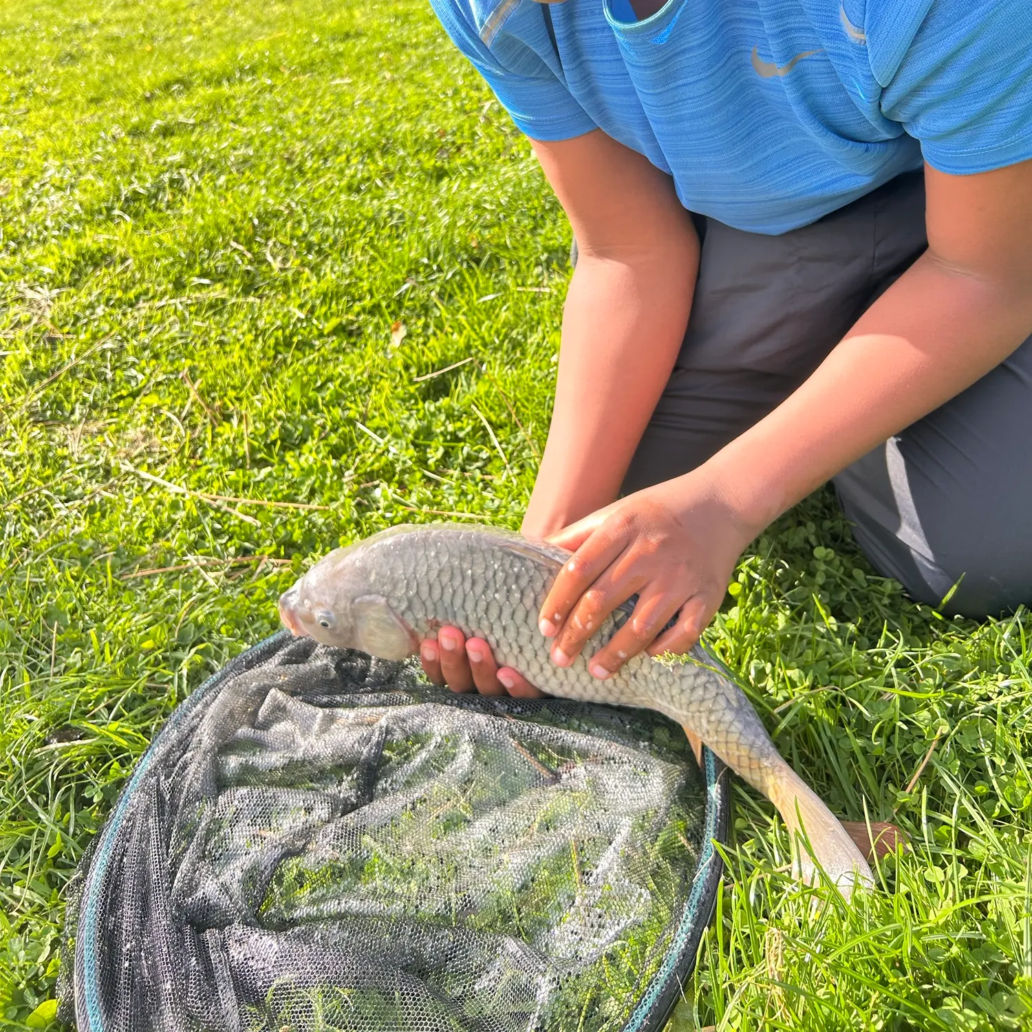 Common carp caught on Fishbrain