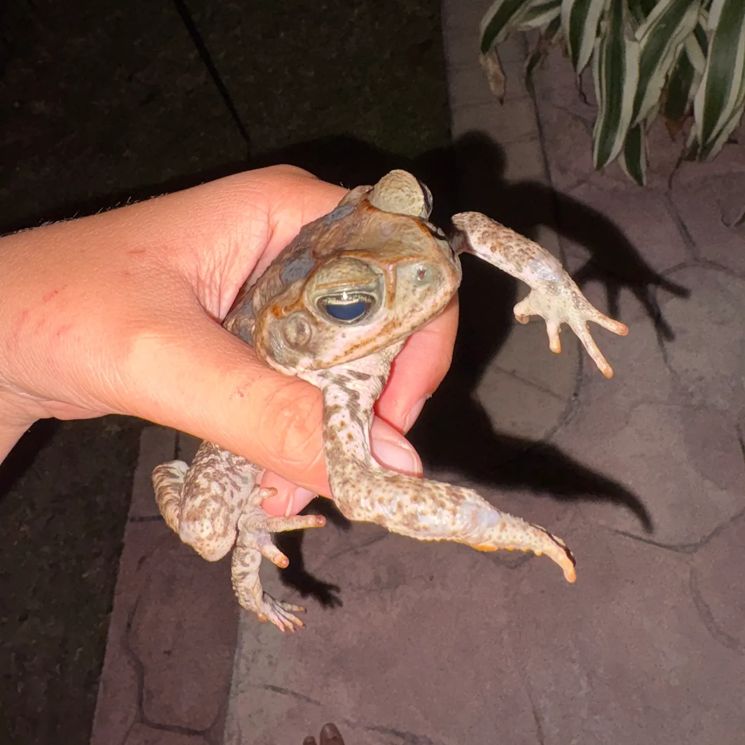 The most recent Three-spined frogfish catches on Fishbrain