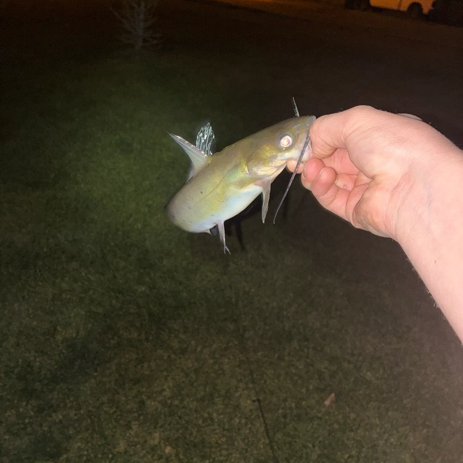 Channel catfish caught on Fishbrain