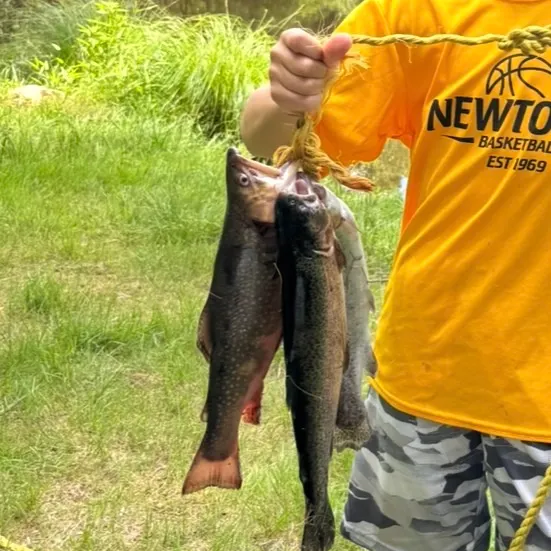 Brook trout caught on Fishbrain