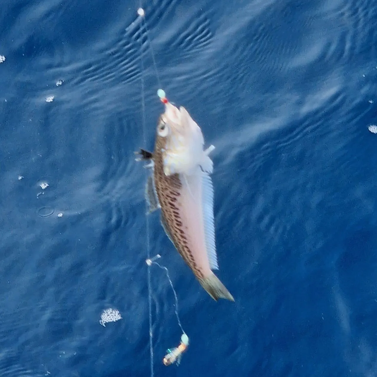 The most recent Greater weever catches on Fishbrain