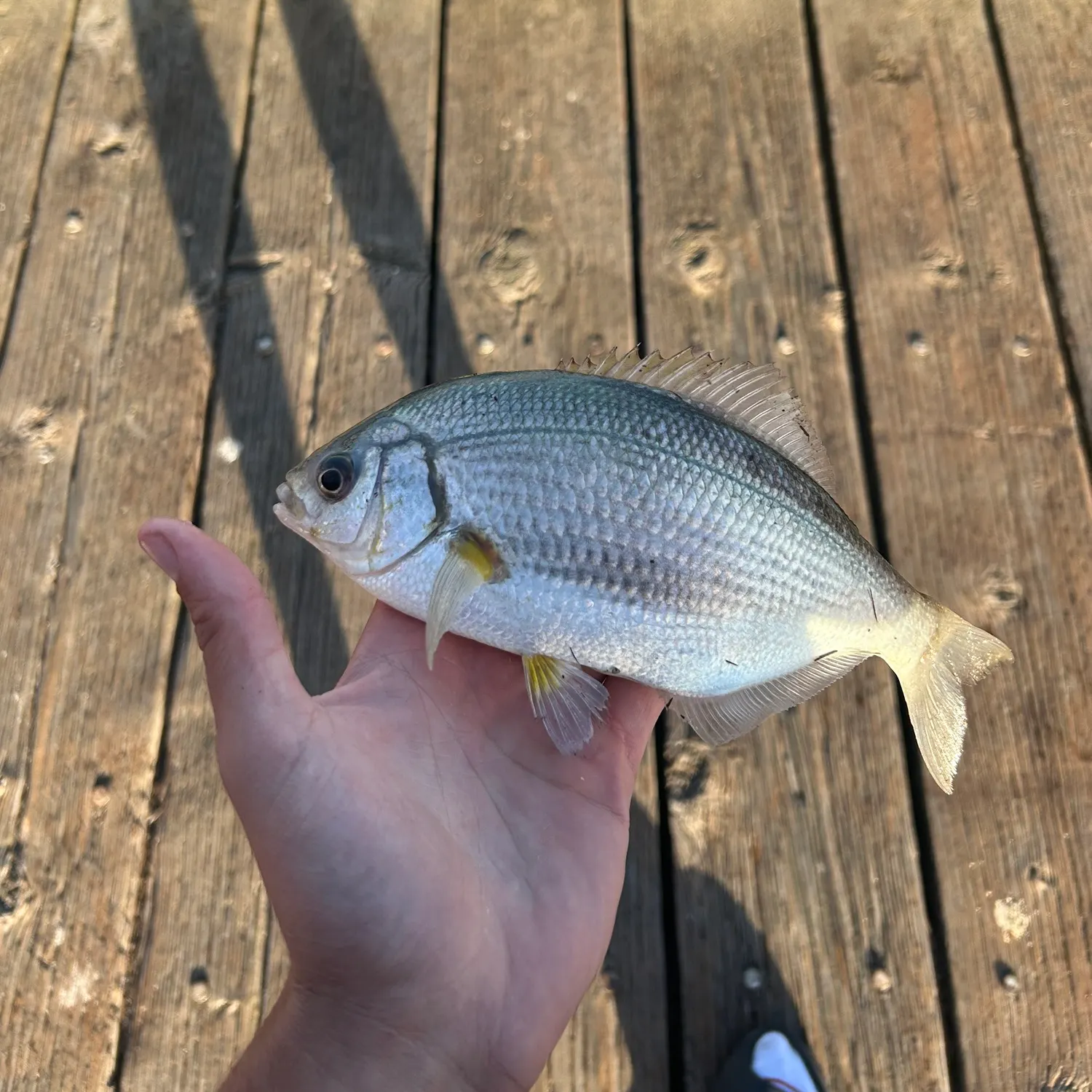 The most recent Temminck's surfperch catches on Fishbrain