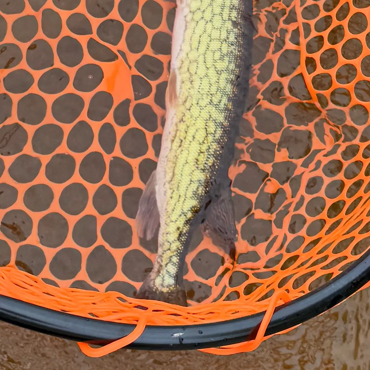 Chain pickerel caught on Fishbrain