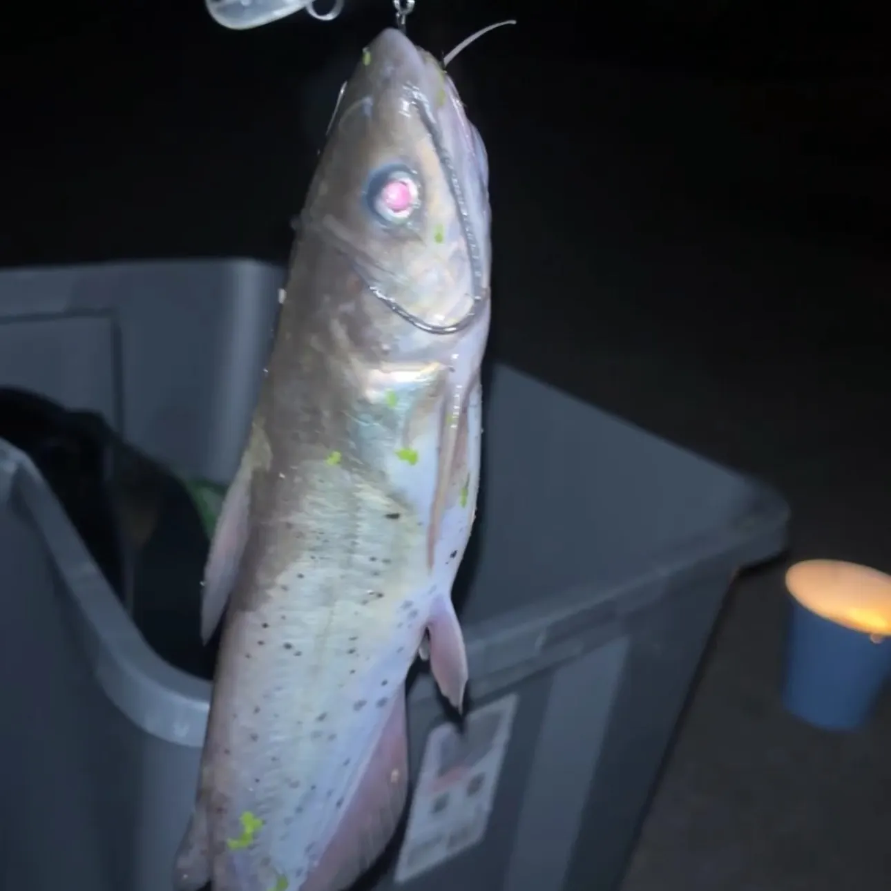 Channel catfish caught on Fishbrain
