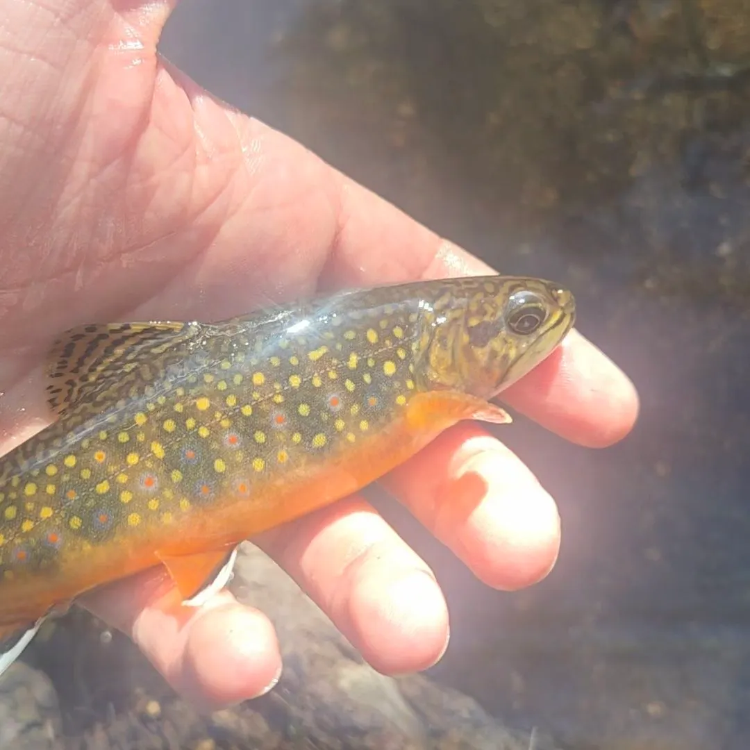 Brook trout caught on Fishbrain