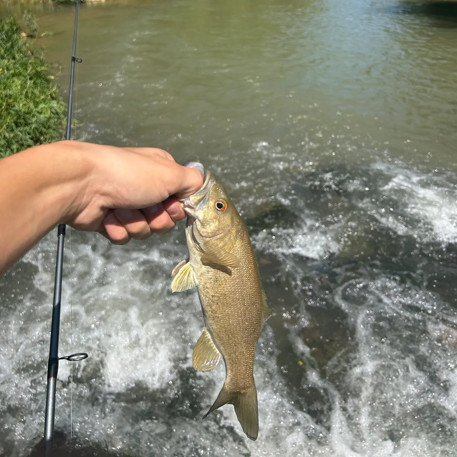 The most recent Neosho bass catches on Fishbrain