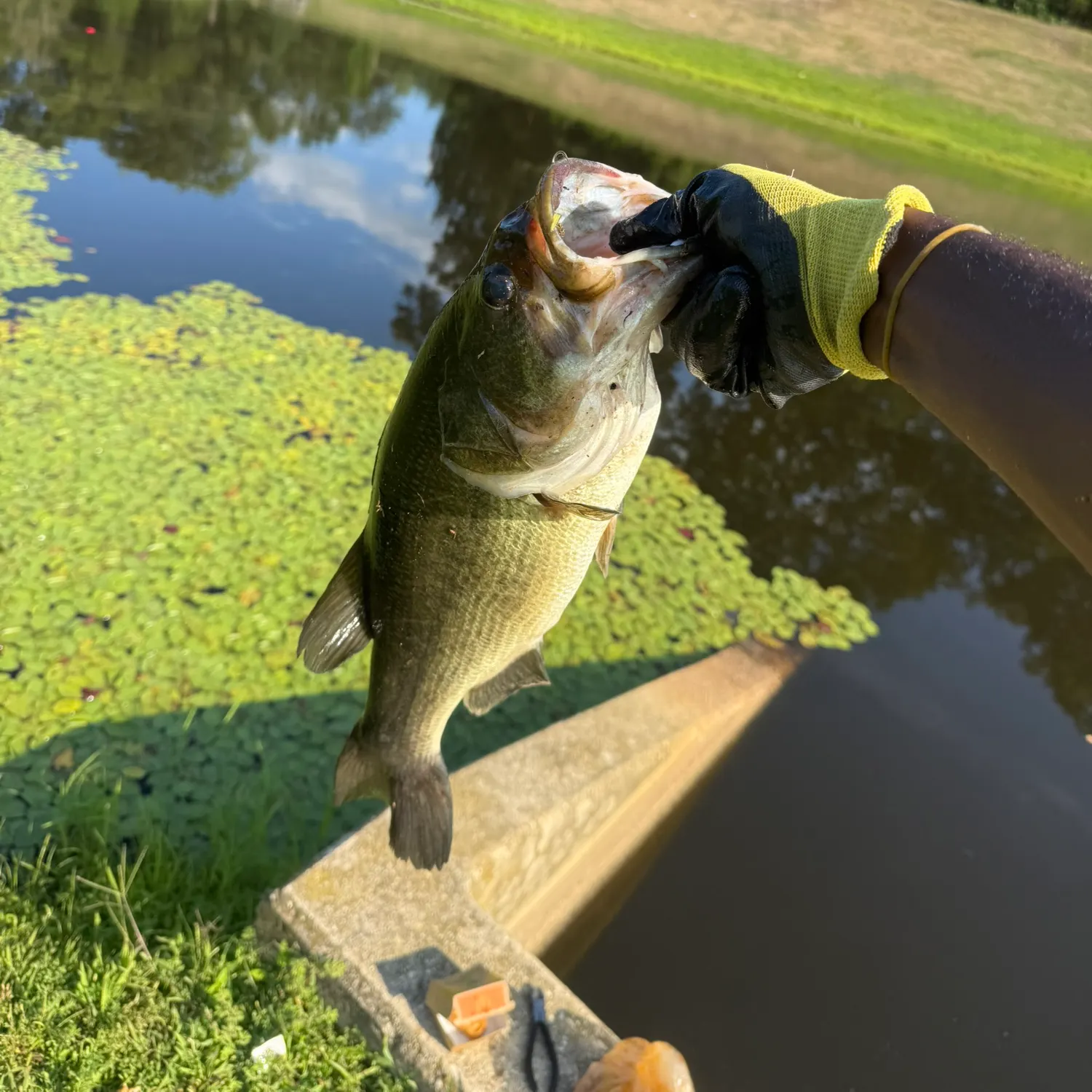 Largemouth bass caught on Fishbrain
