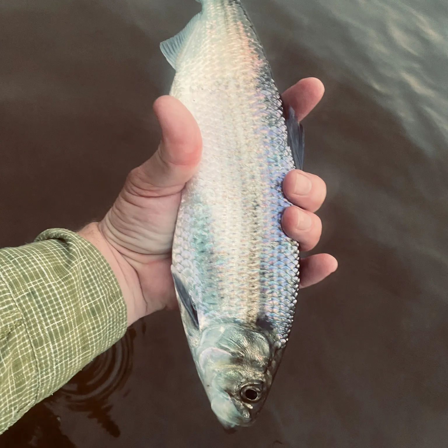 The most recent Hickory shad catches on Fishbrain