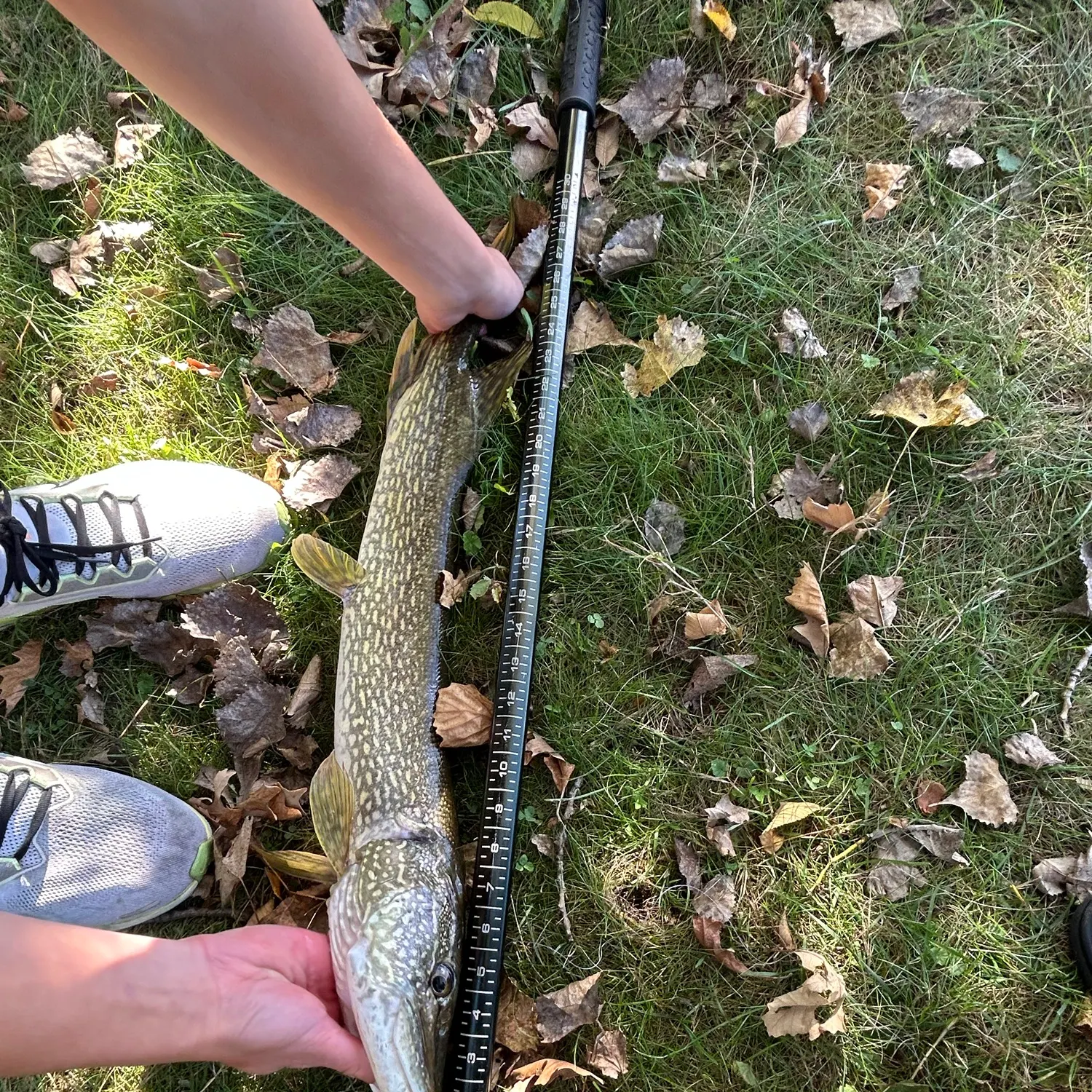 Northern pike caught on Fishbrain
