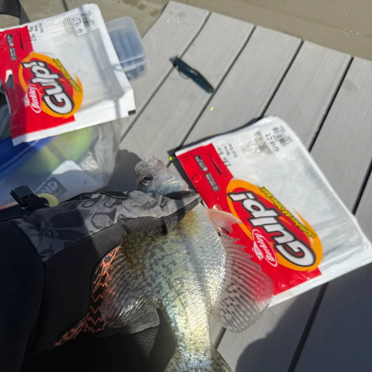 Black crappie caught on Fishbrain