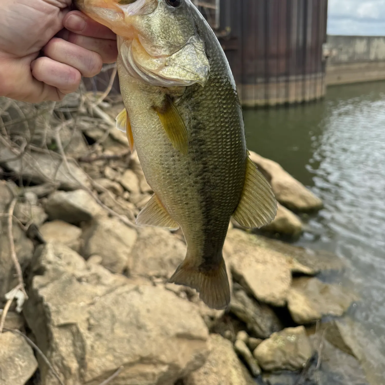 angler catch
