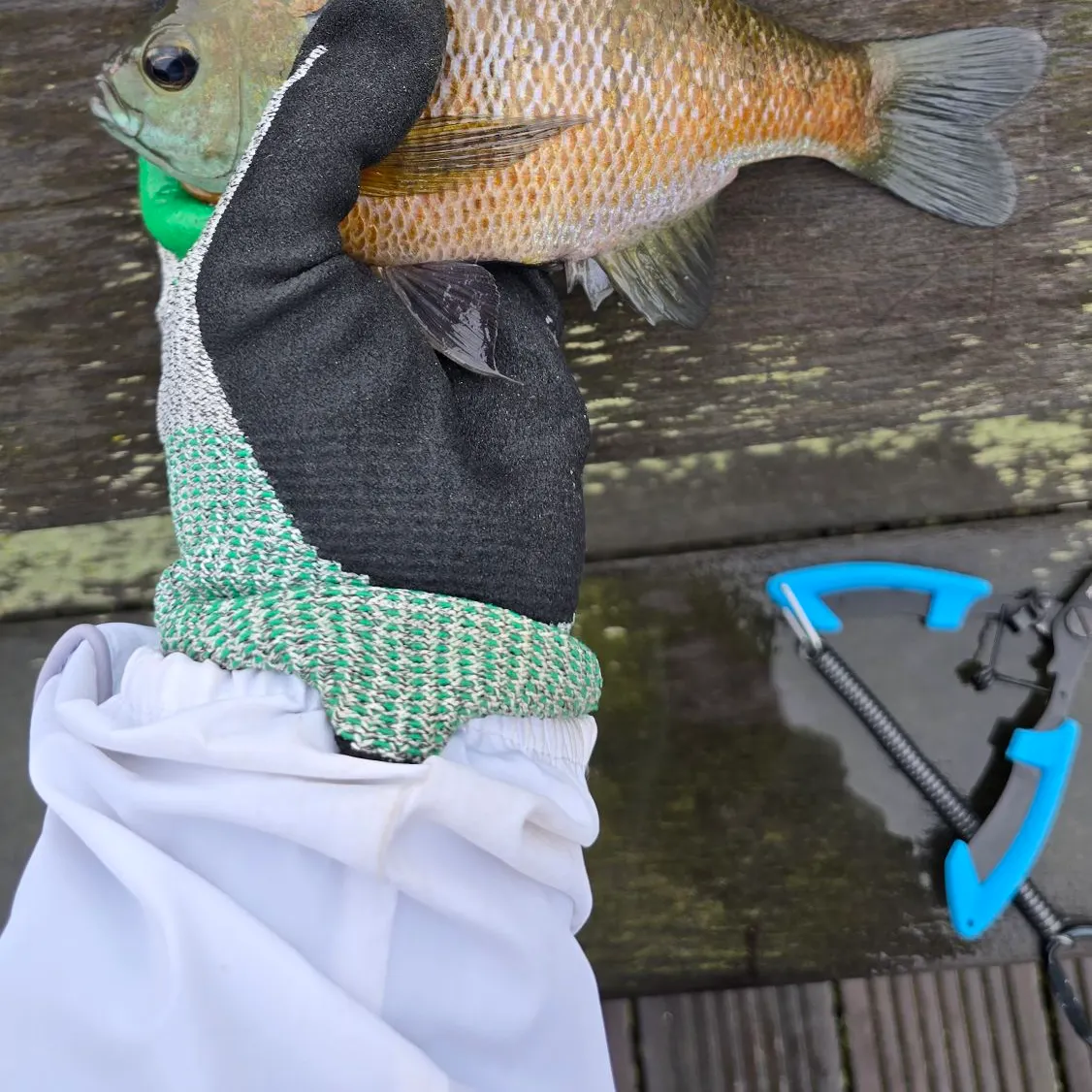 Pumpkinseed caught on Fishbrain