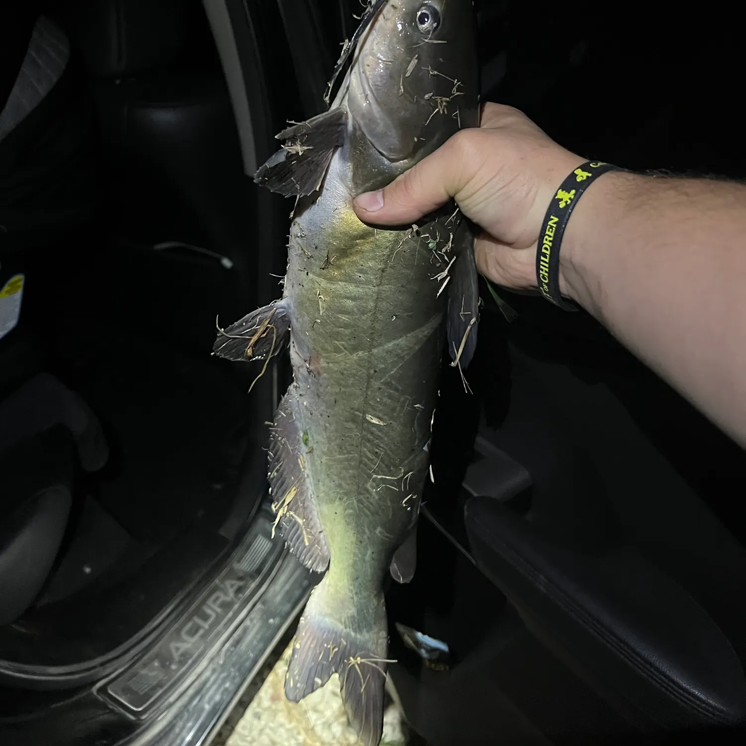 Channel catfish caught on Fishbrain