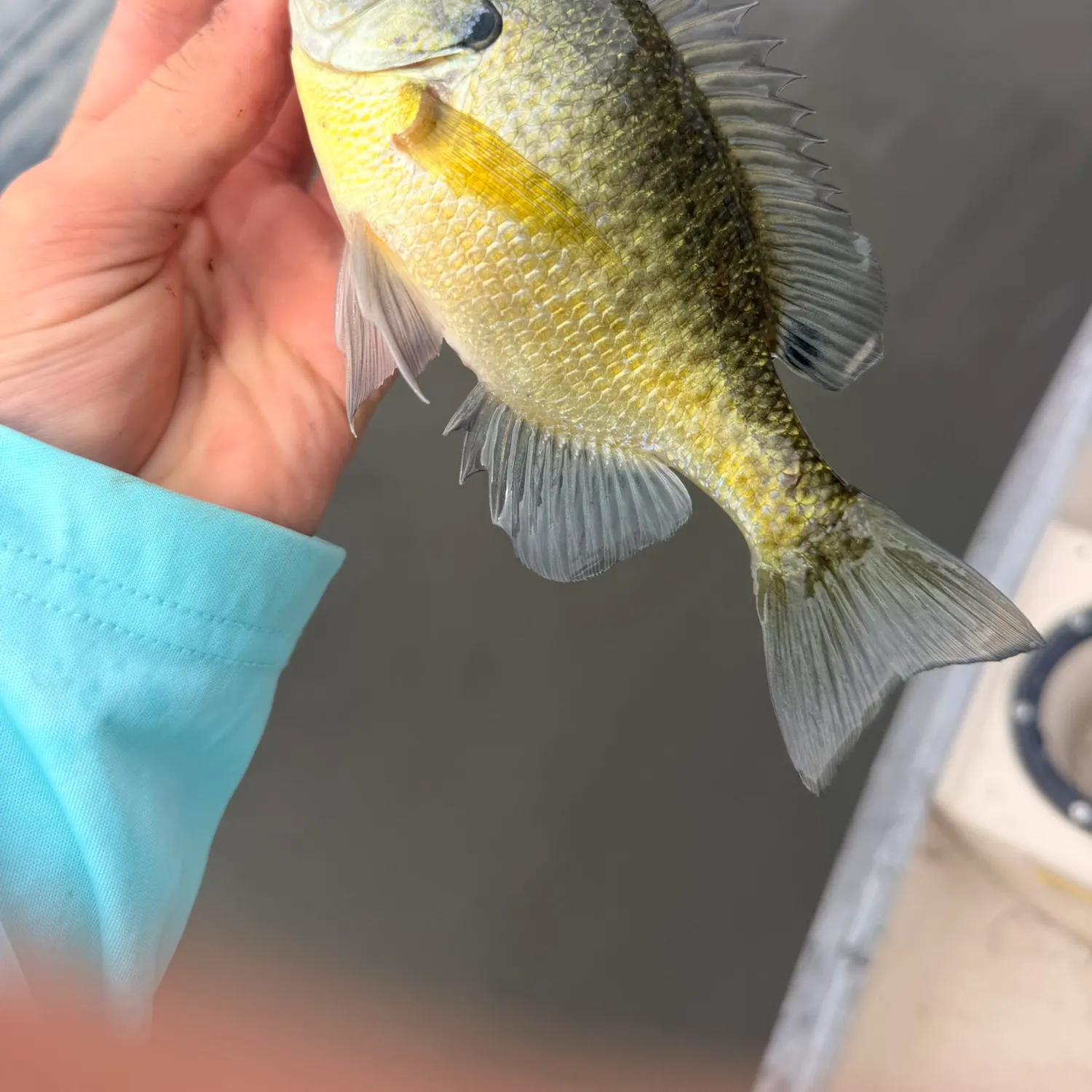 Bluegill caught on Fishbrain
