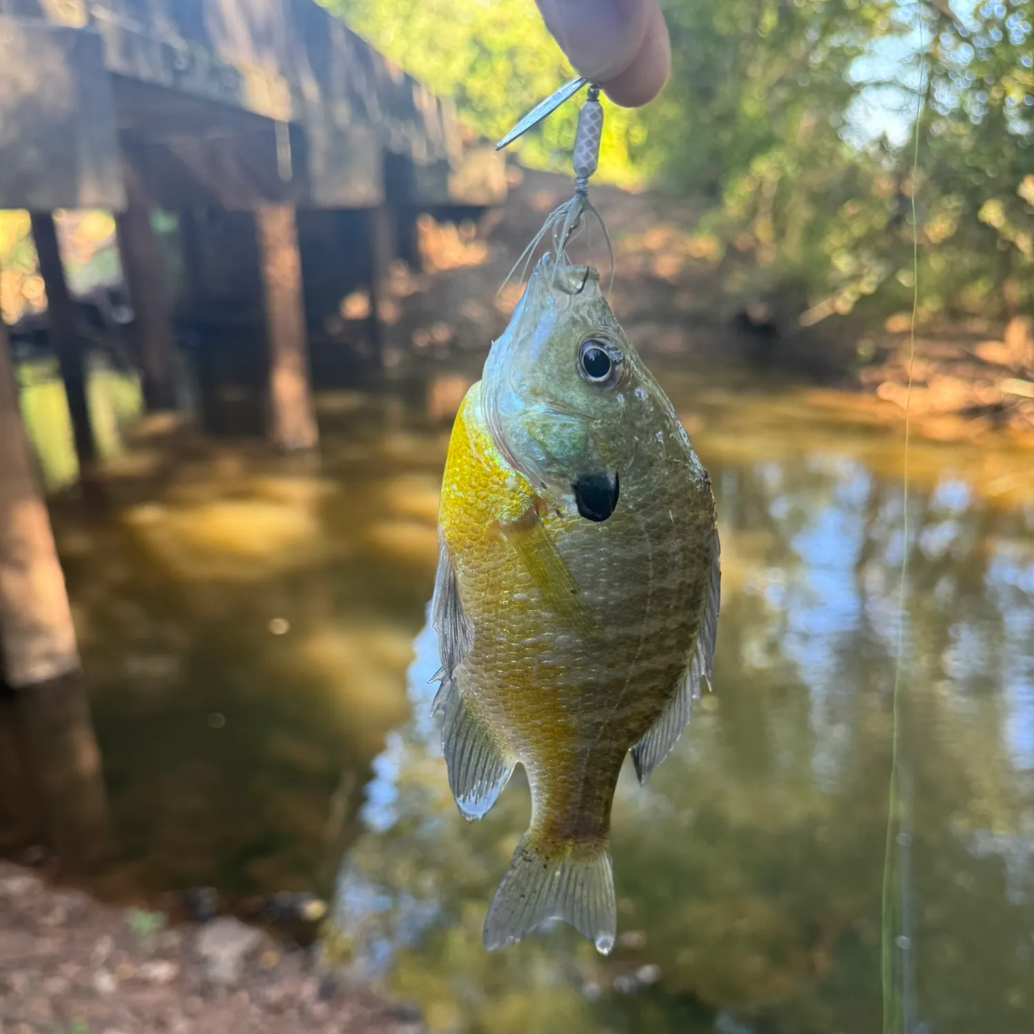 Fish caught on Fishbrain