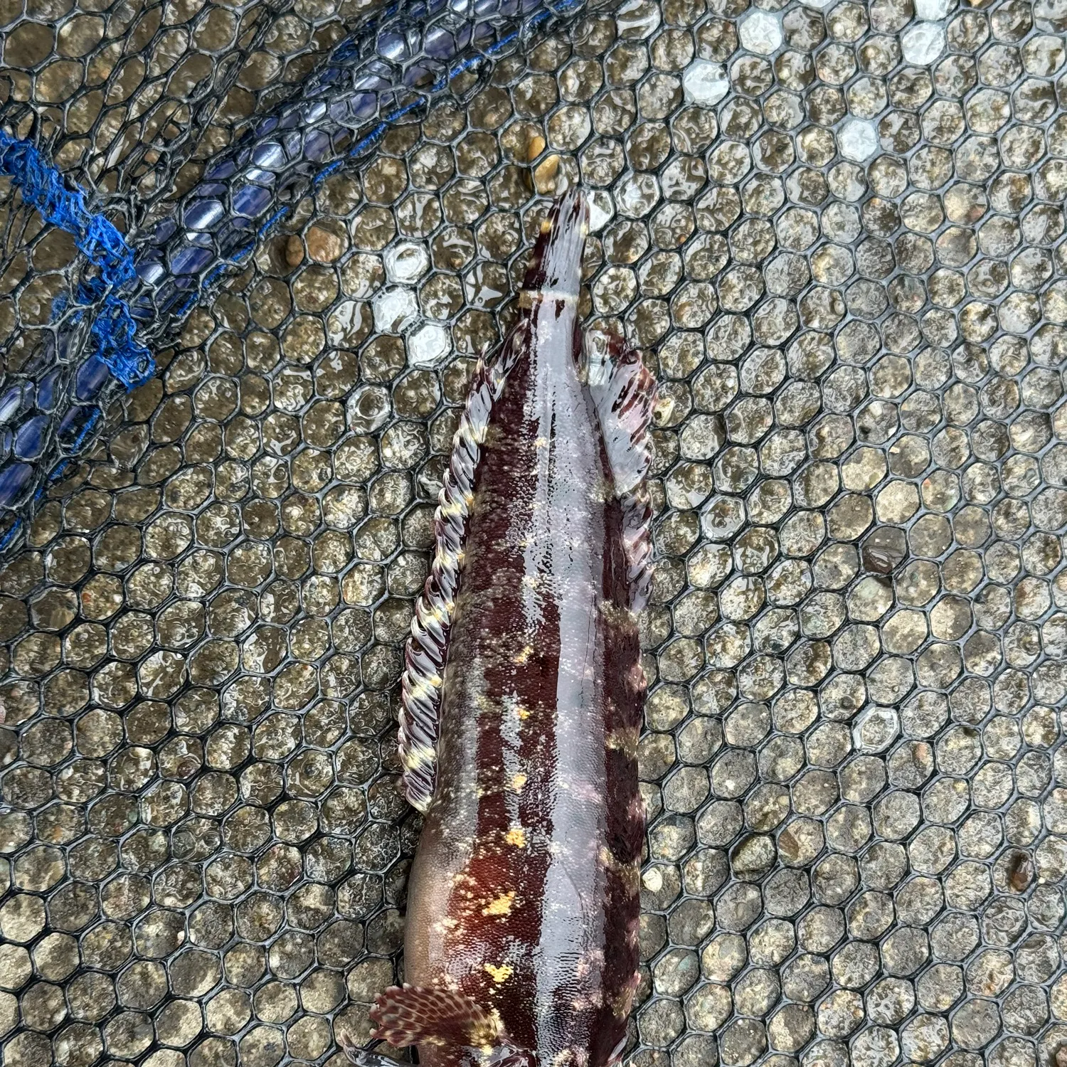 The most recent Striped kelpfish catches on Fishbrain