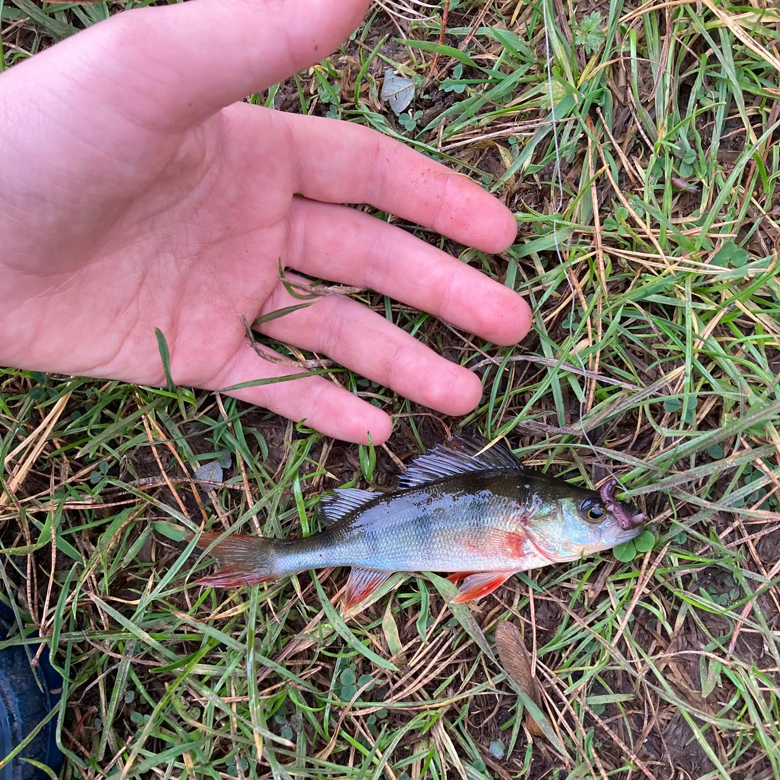 The most recent European perch catches on Fishbrain
