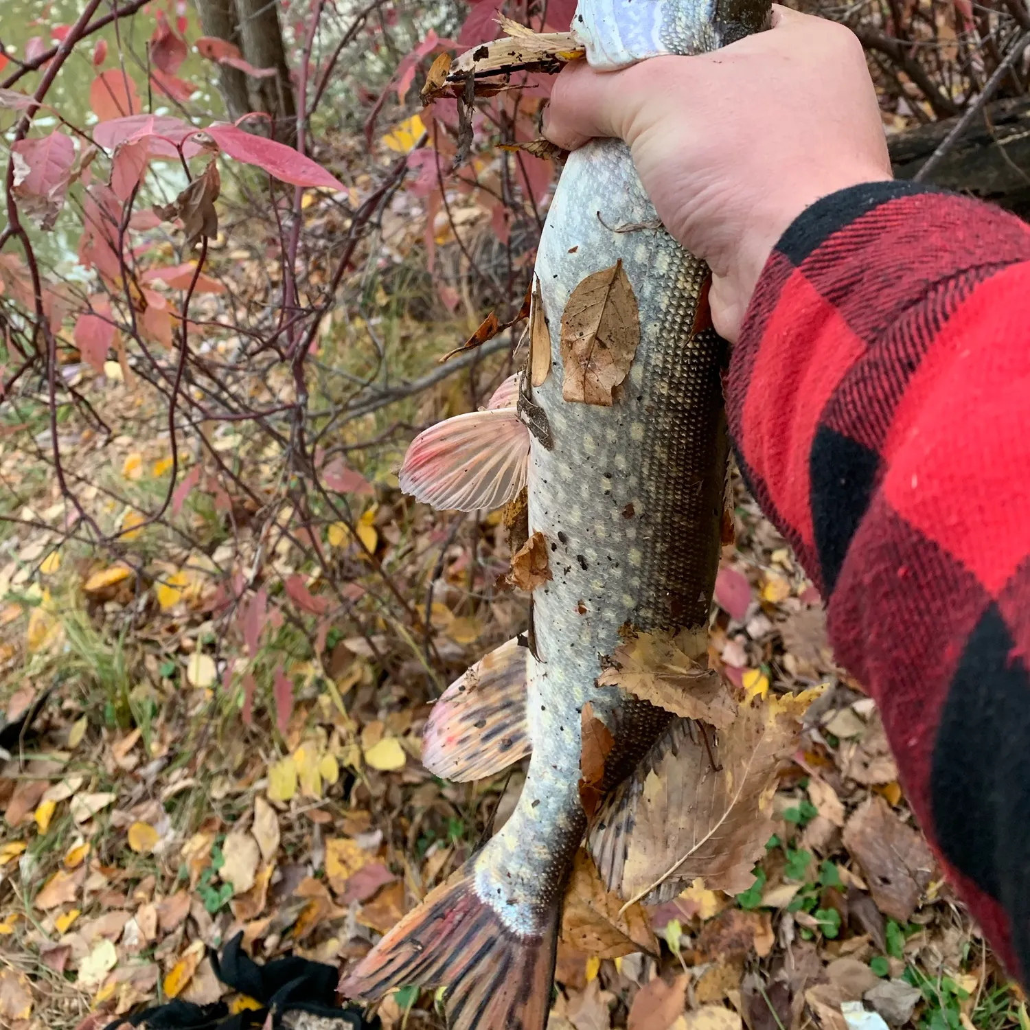 Northern pike caught on Fishbrain