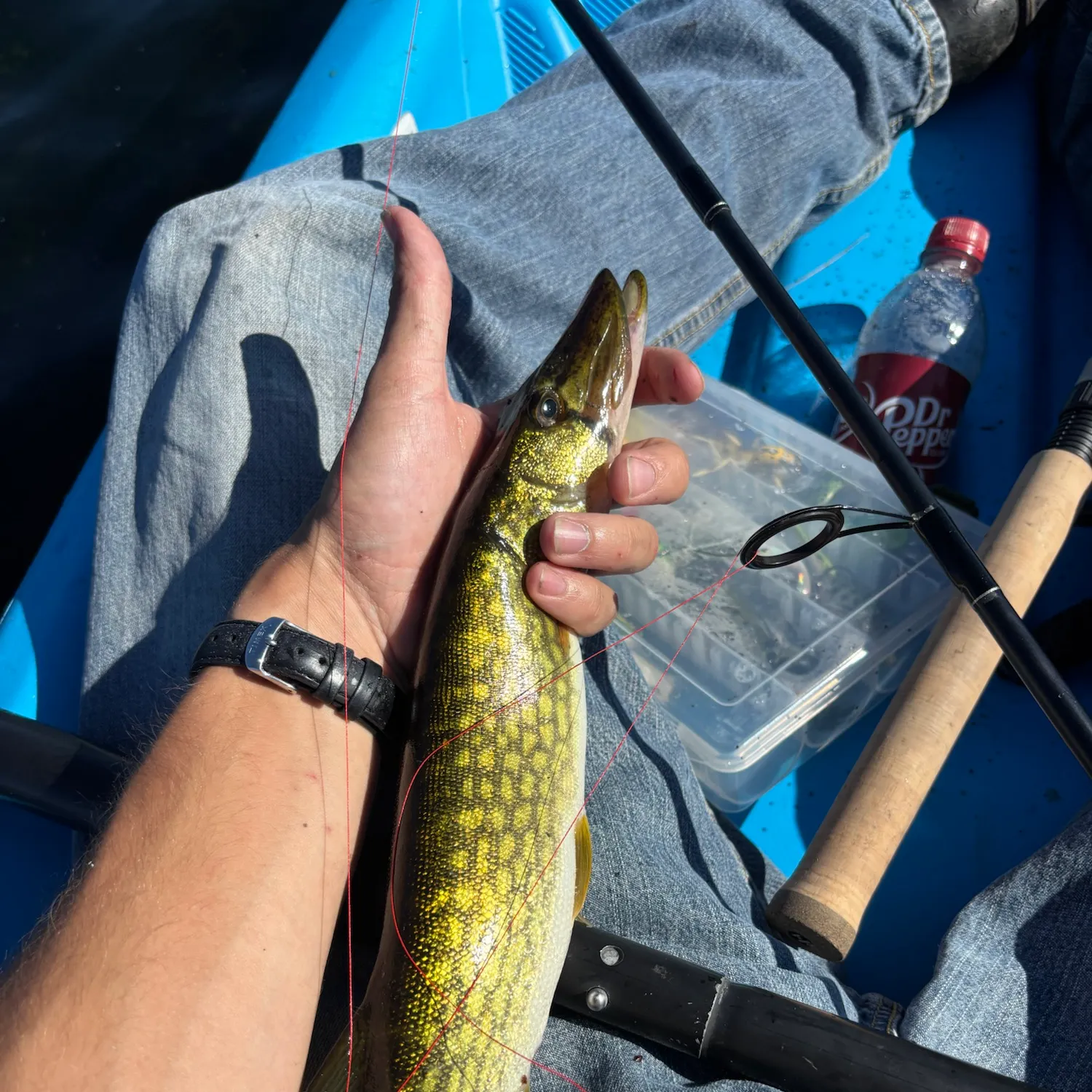 Chain pickerel caught on Fishbrain