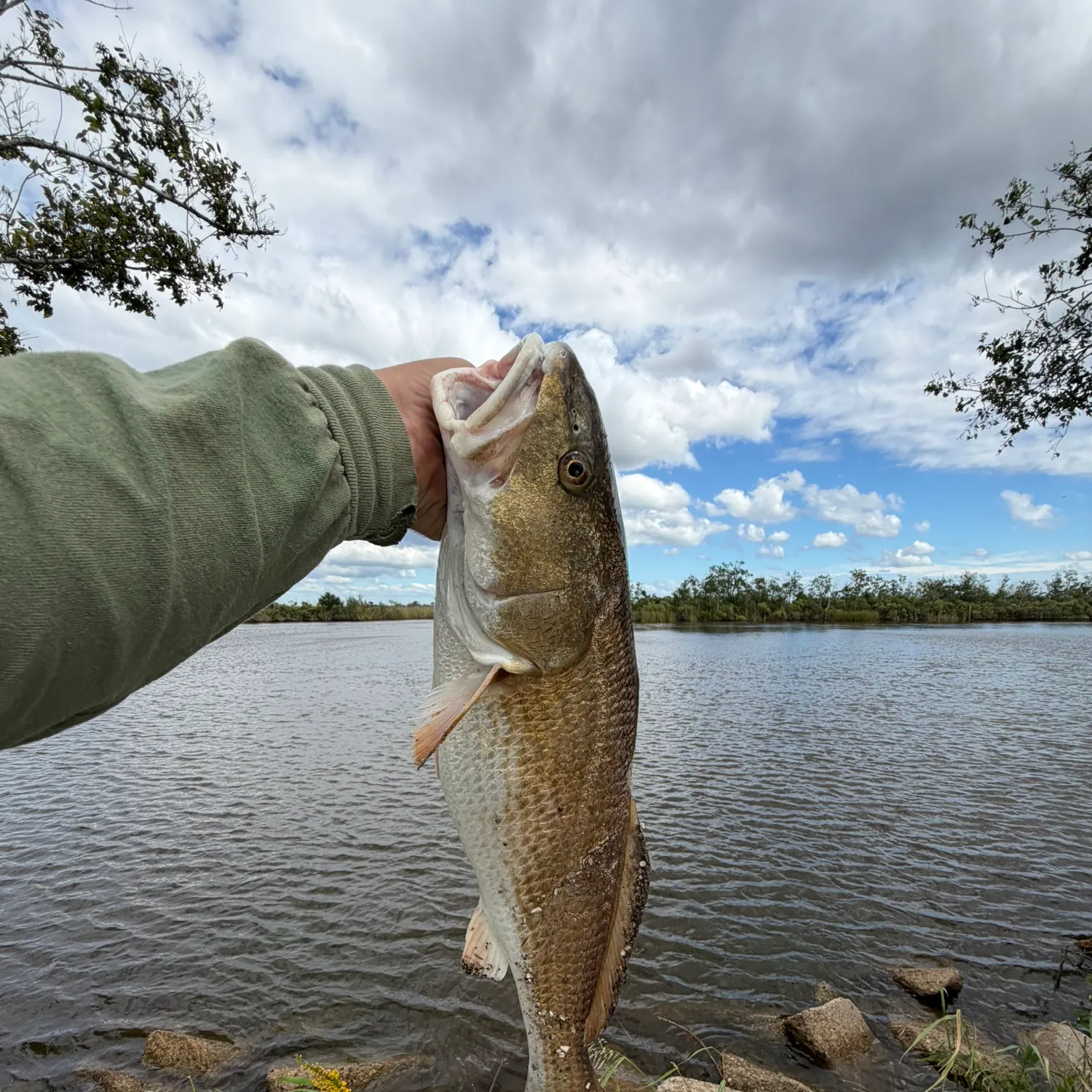 Red drum caught on Fishbrain