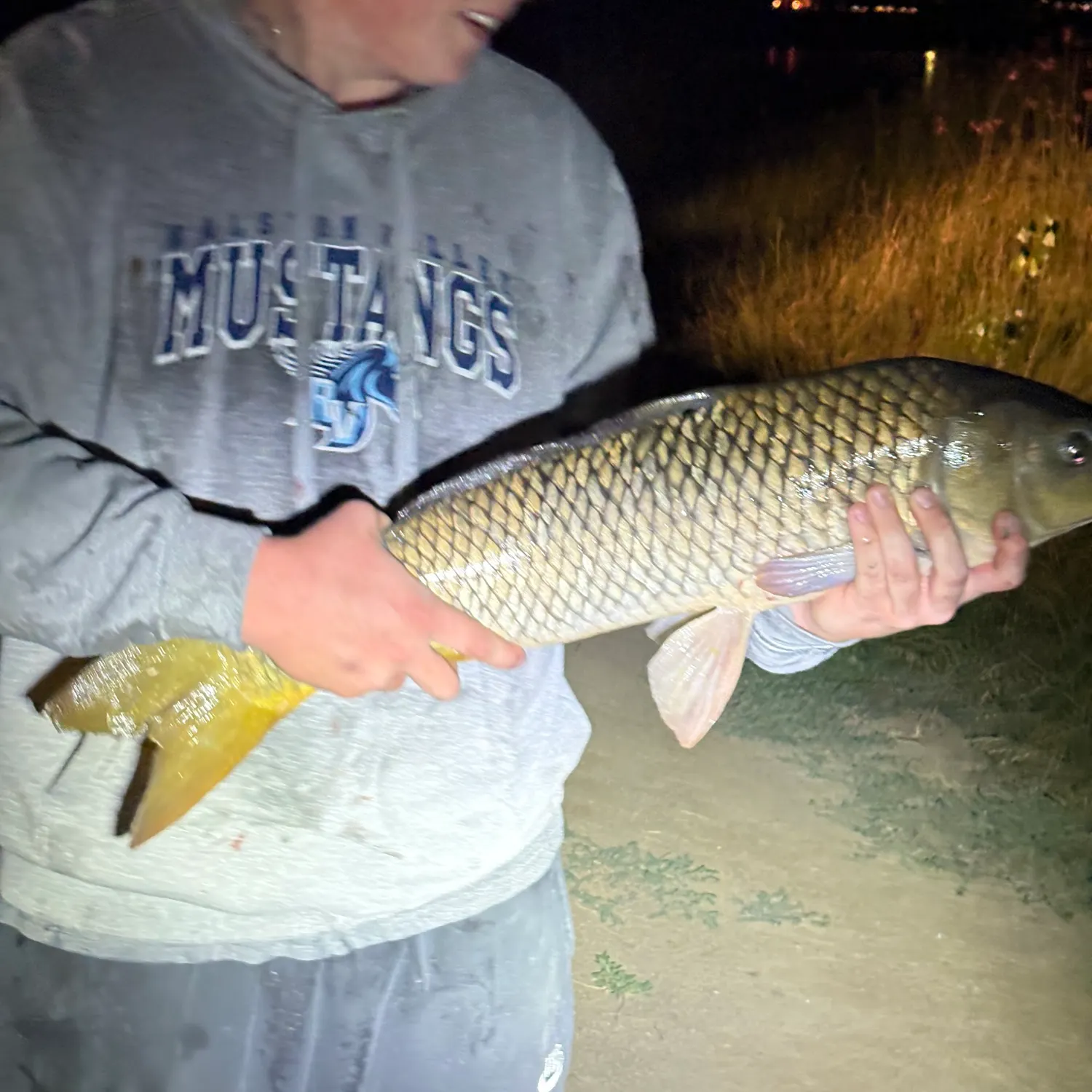 Common carp caught on Fishbrain