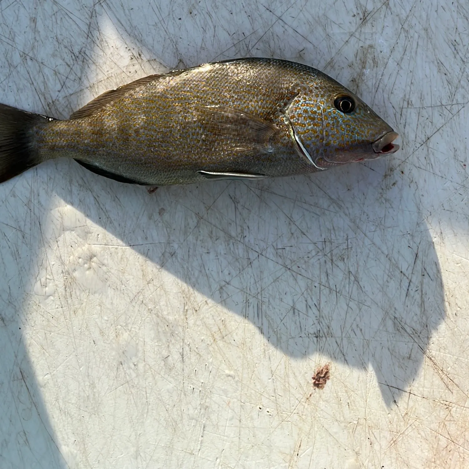 most liked catch image