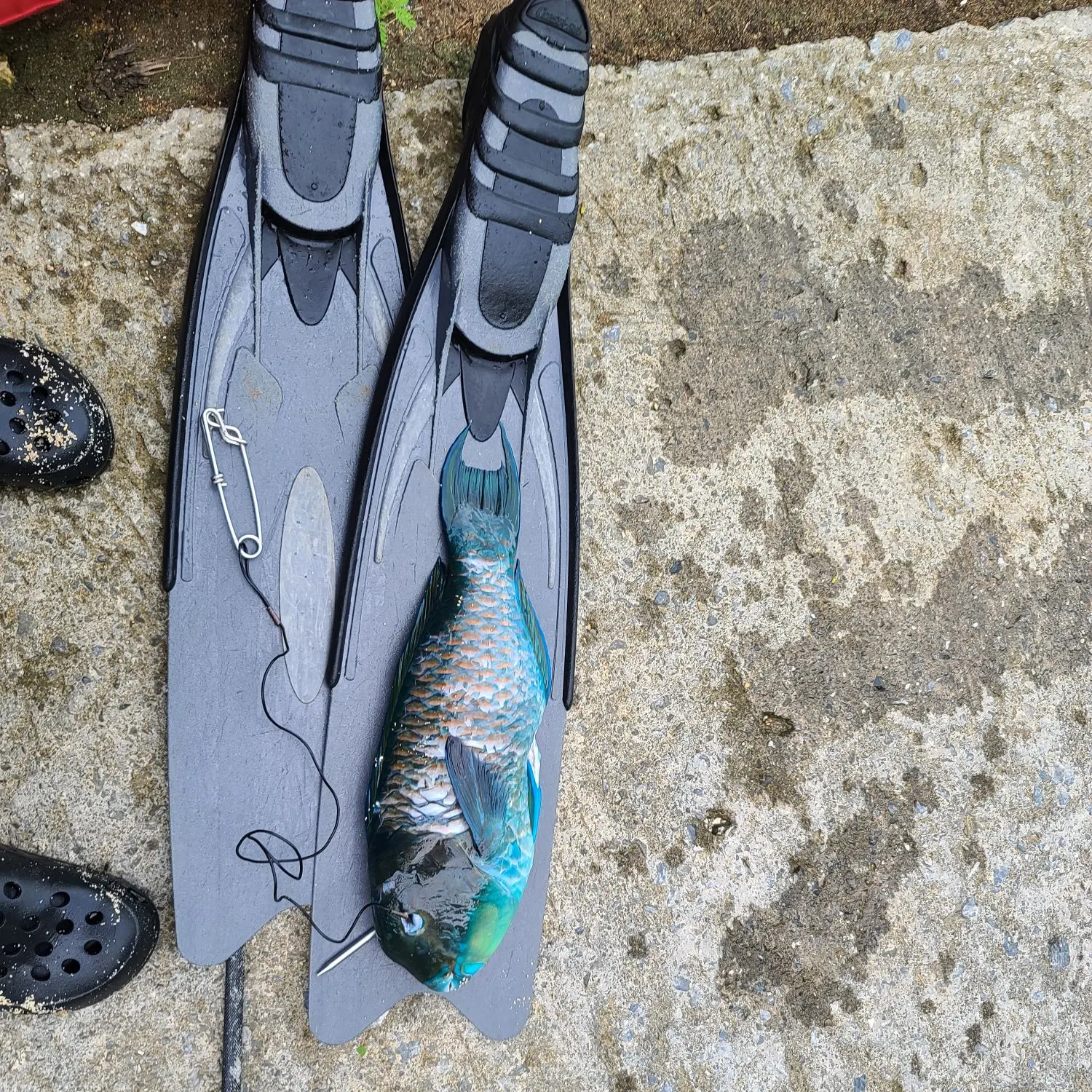 The most recent Heavybeak parrotfish catches on Fishbrain