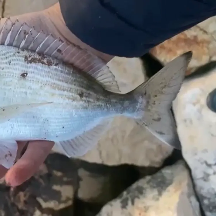 The most recent Gilthead seabream catches on Fishbrain