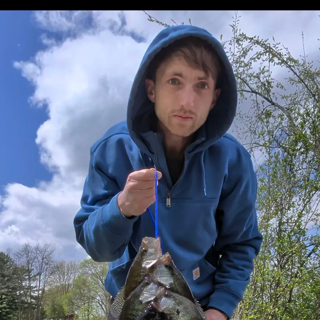 The most recent White crappie catches on Fishbrain