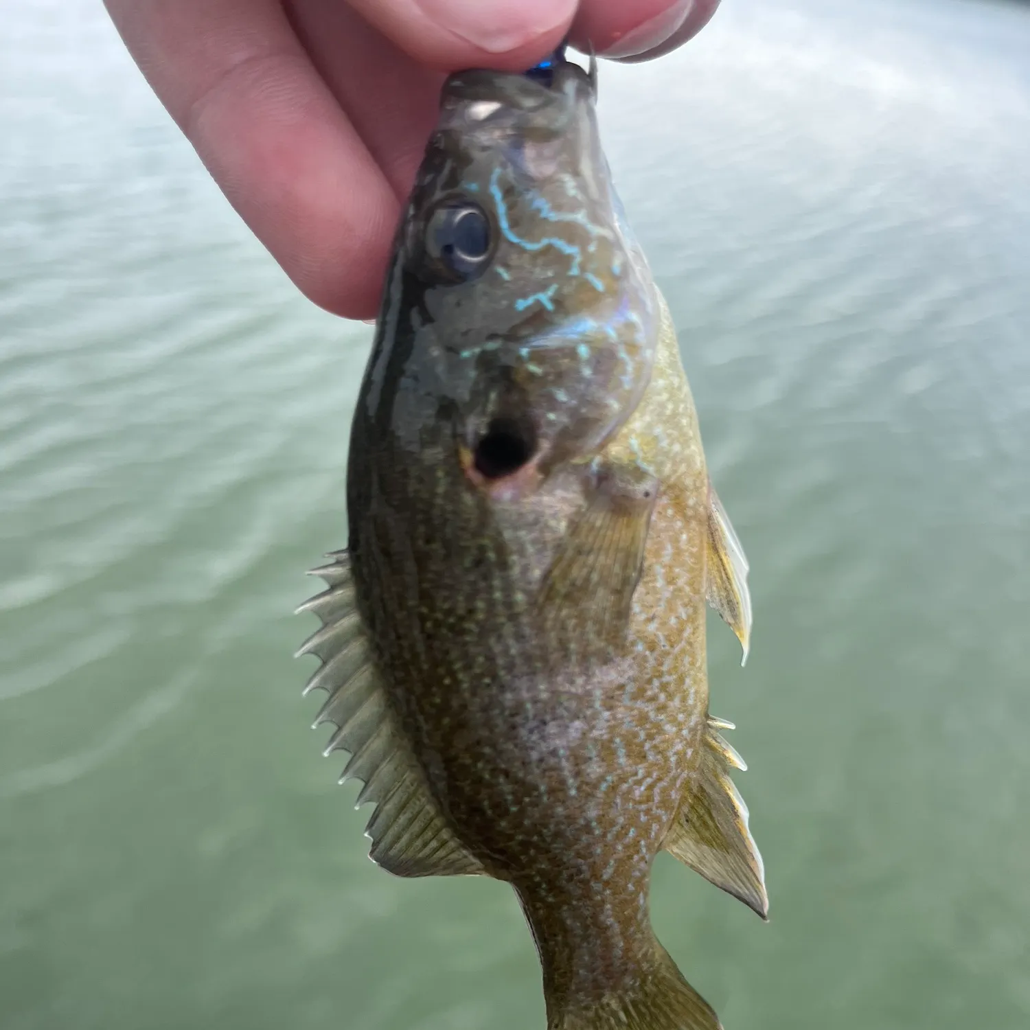 Green sunfish caught on Fishbrain
