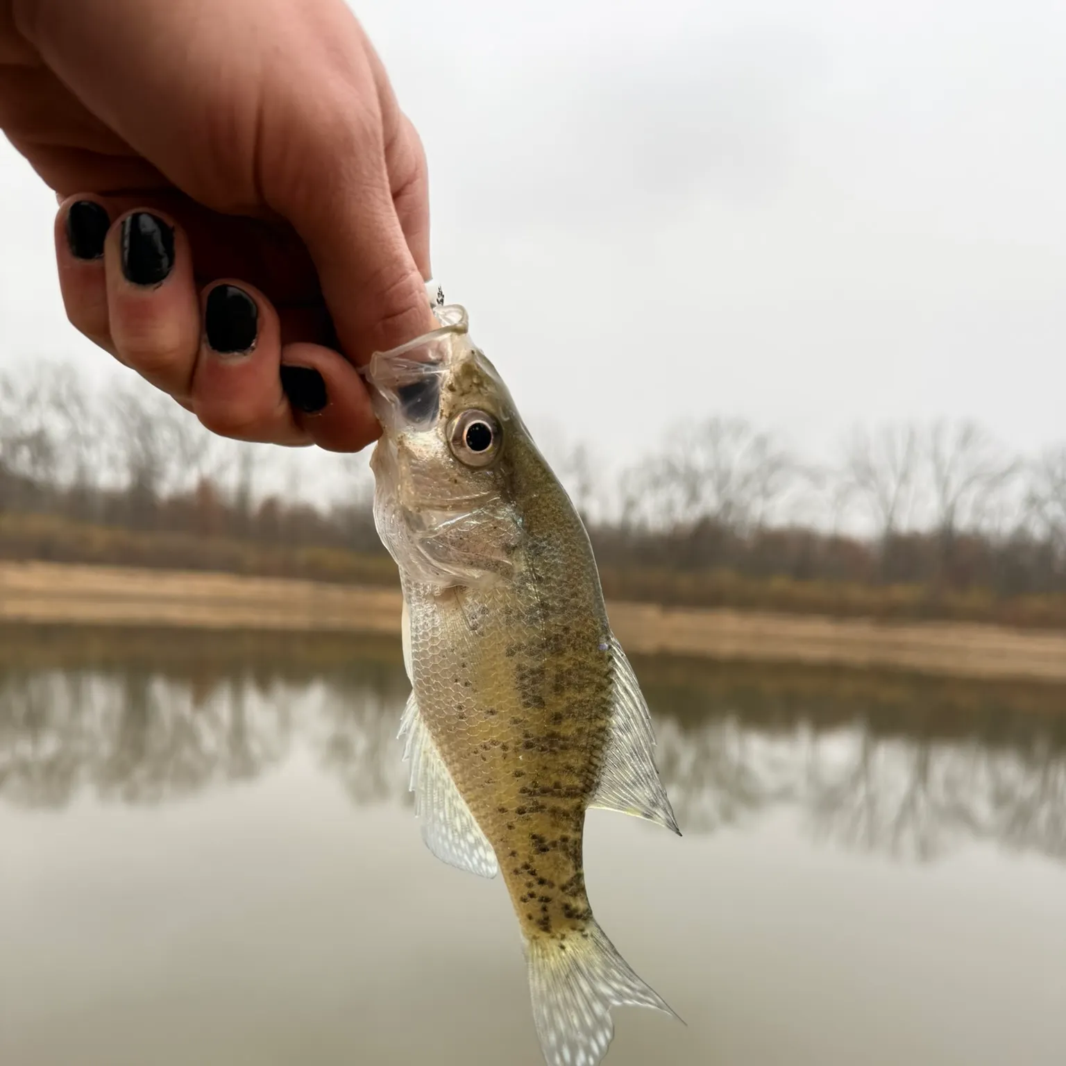 White crappie caught on Fishbrain