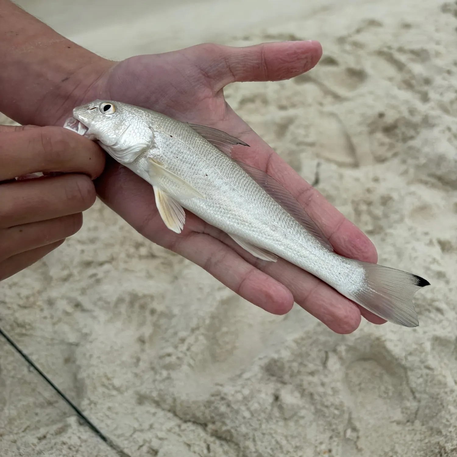 Gulf kingcroaker caught on Fishbrain
