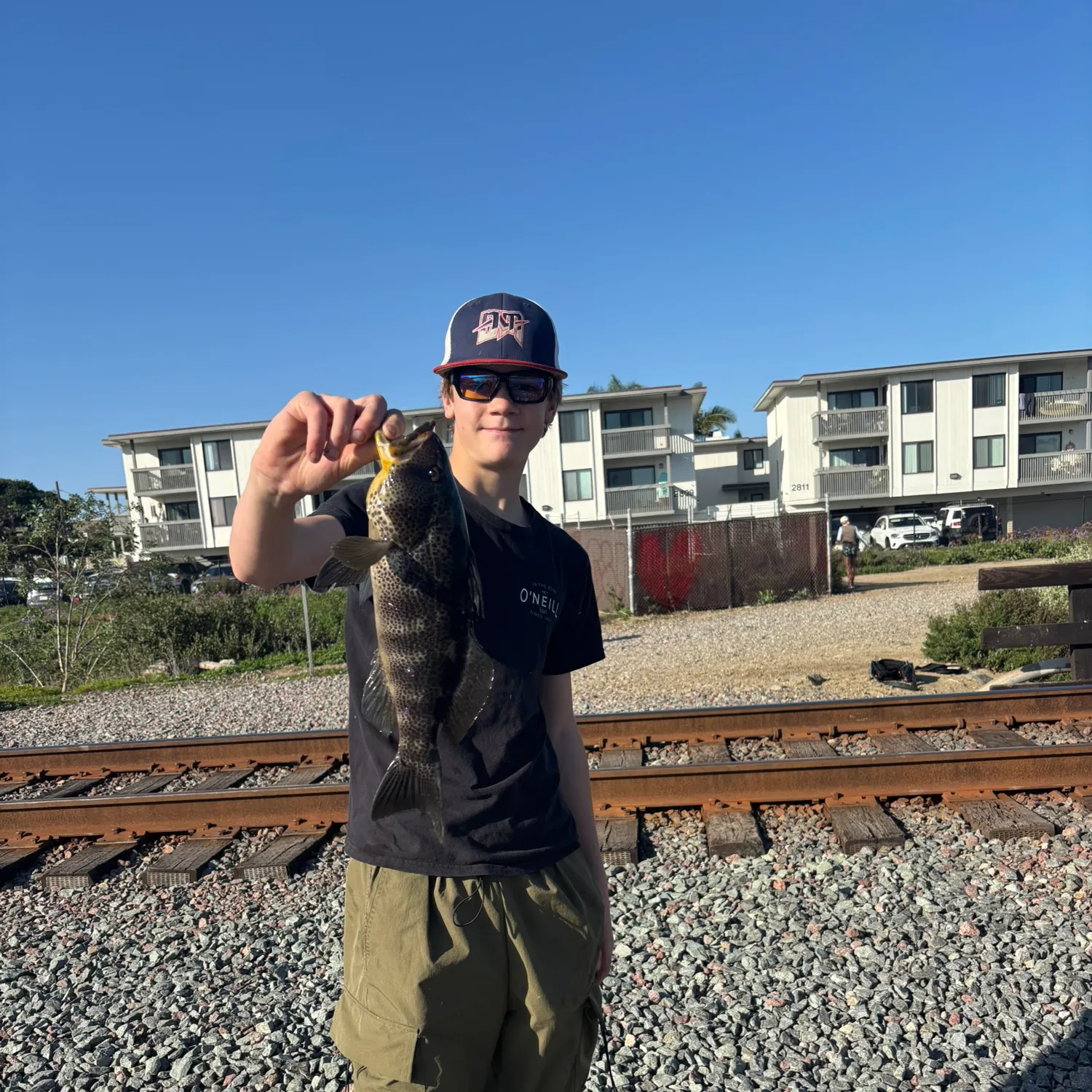 The most recent Spotted sand bass catches on Fishbrain