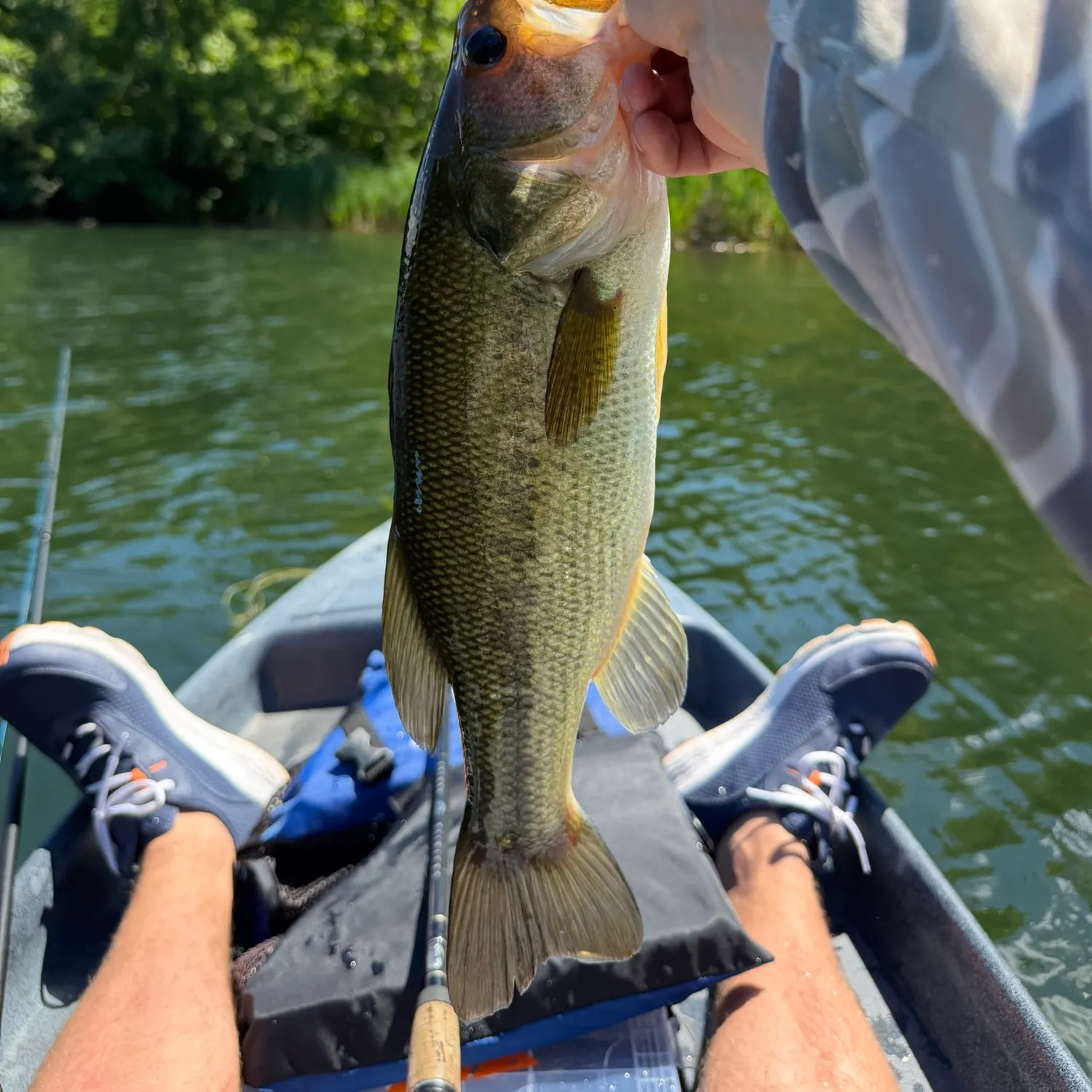 The most recent Largemouth bass catches on Fishbrain